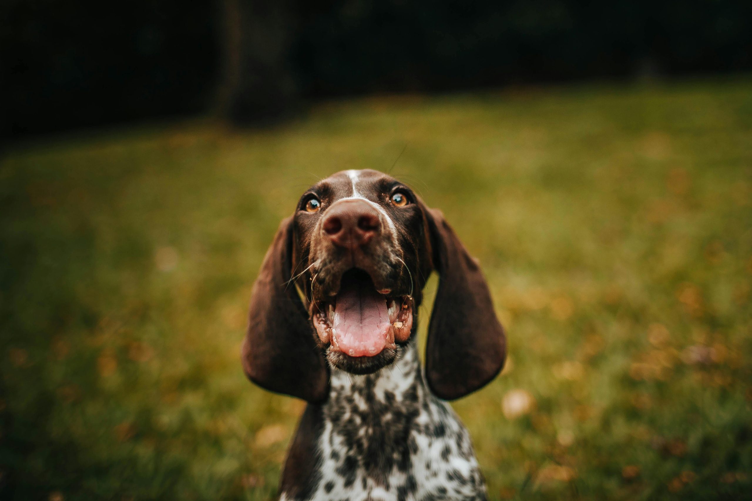 Online Vet in Brownsville TX