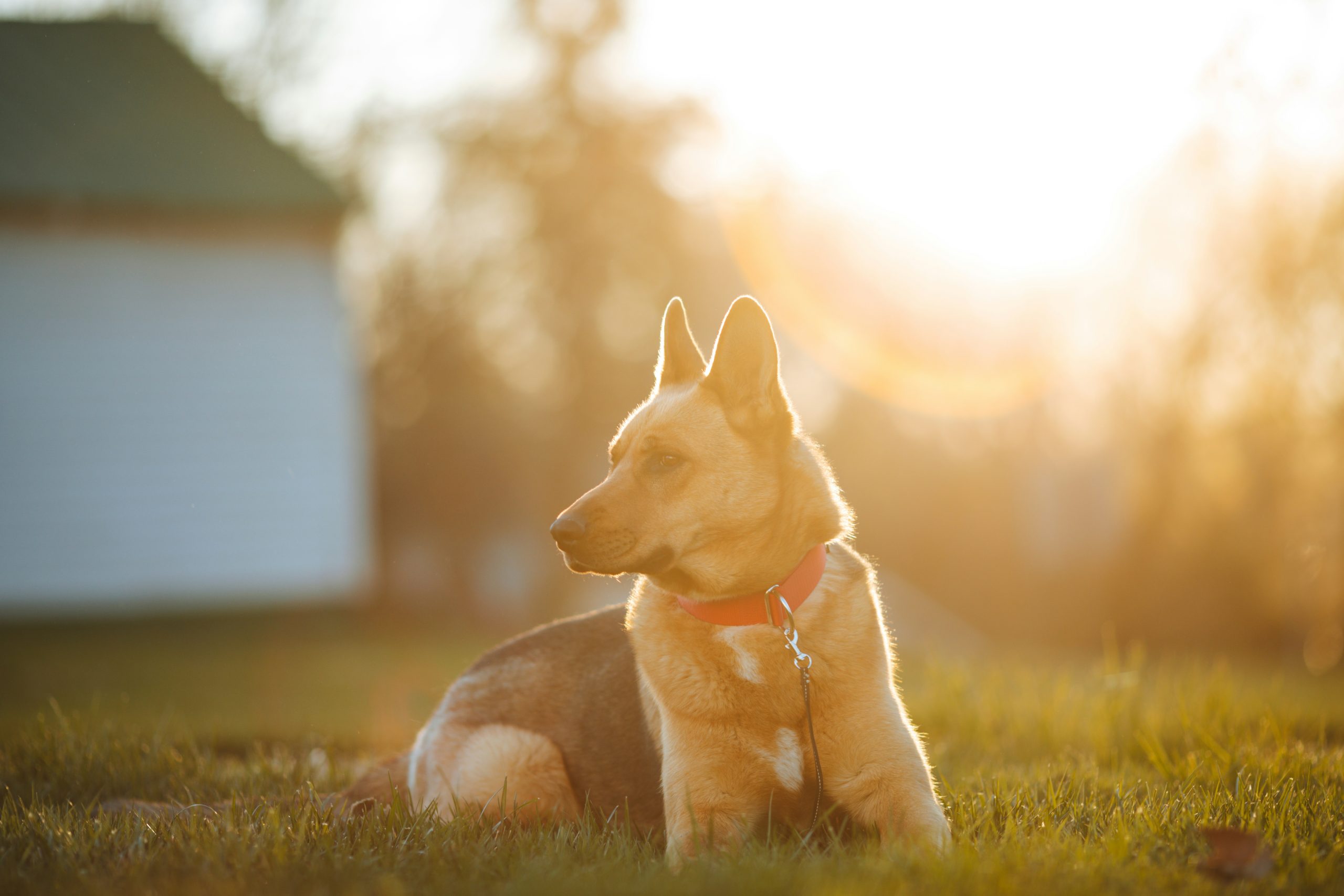 Online Vet in Cary NC