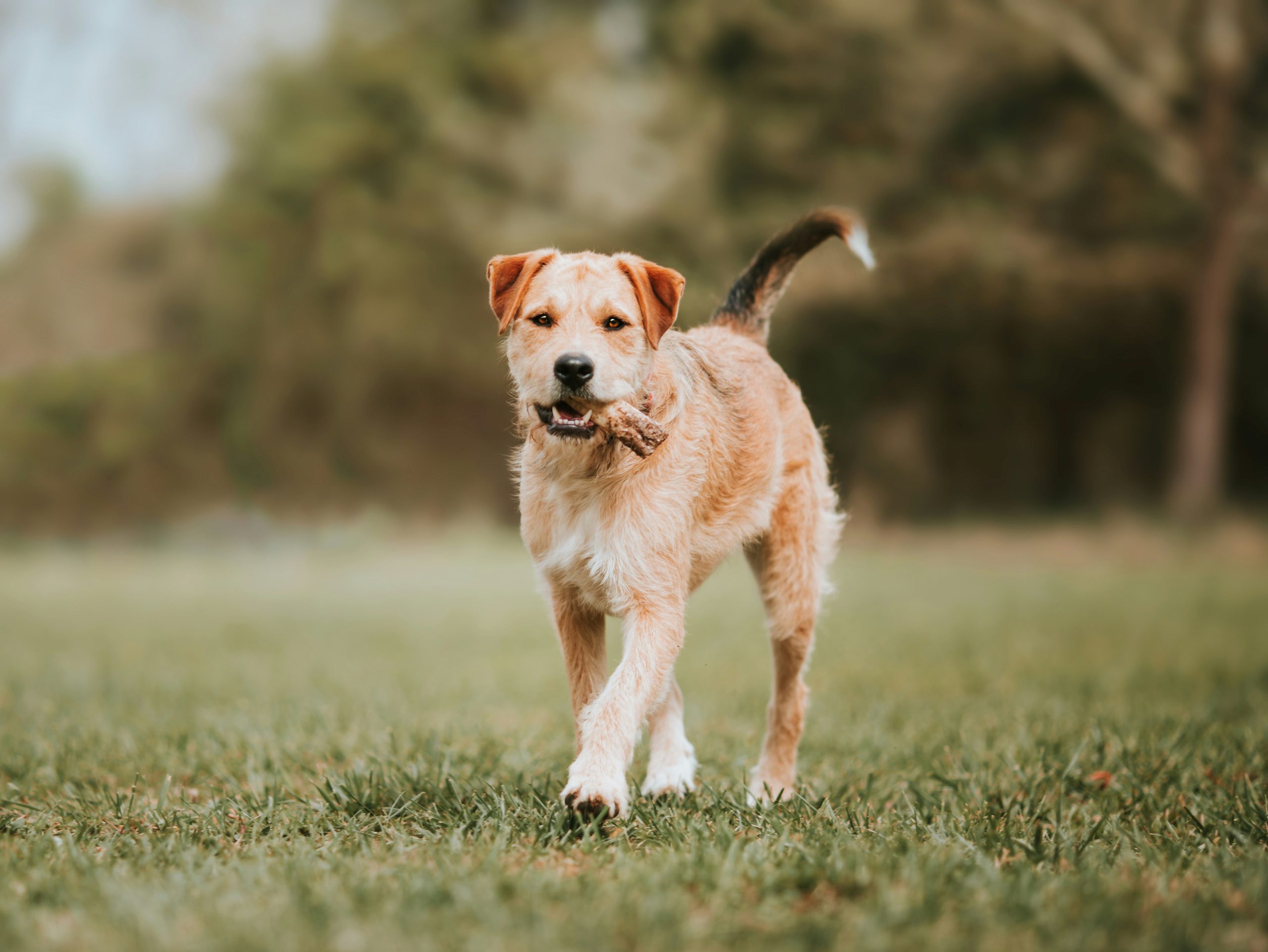 Online Vet in Eugene OR