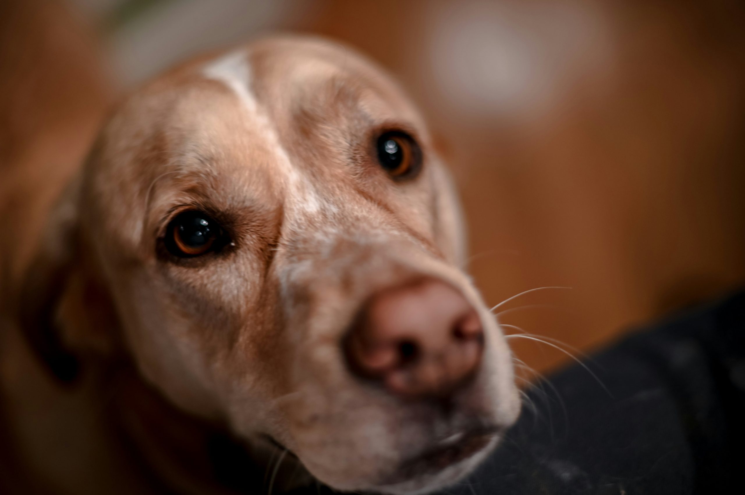 Online Vet in Santa Rosa CA