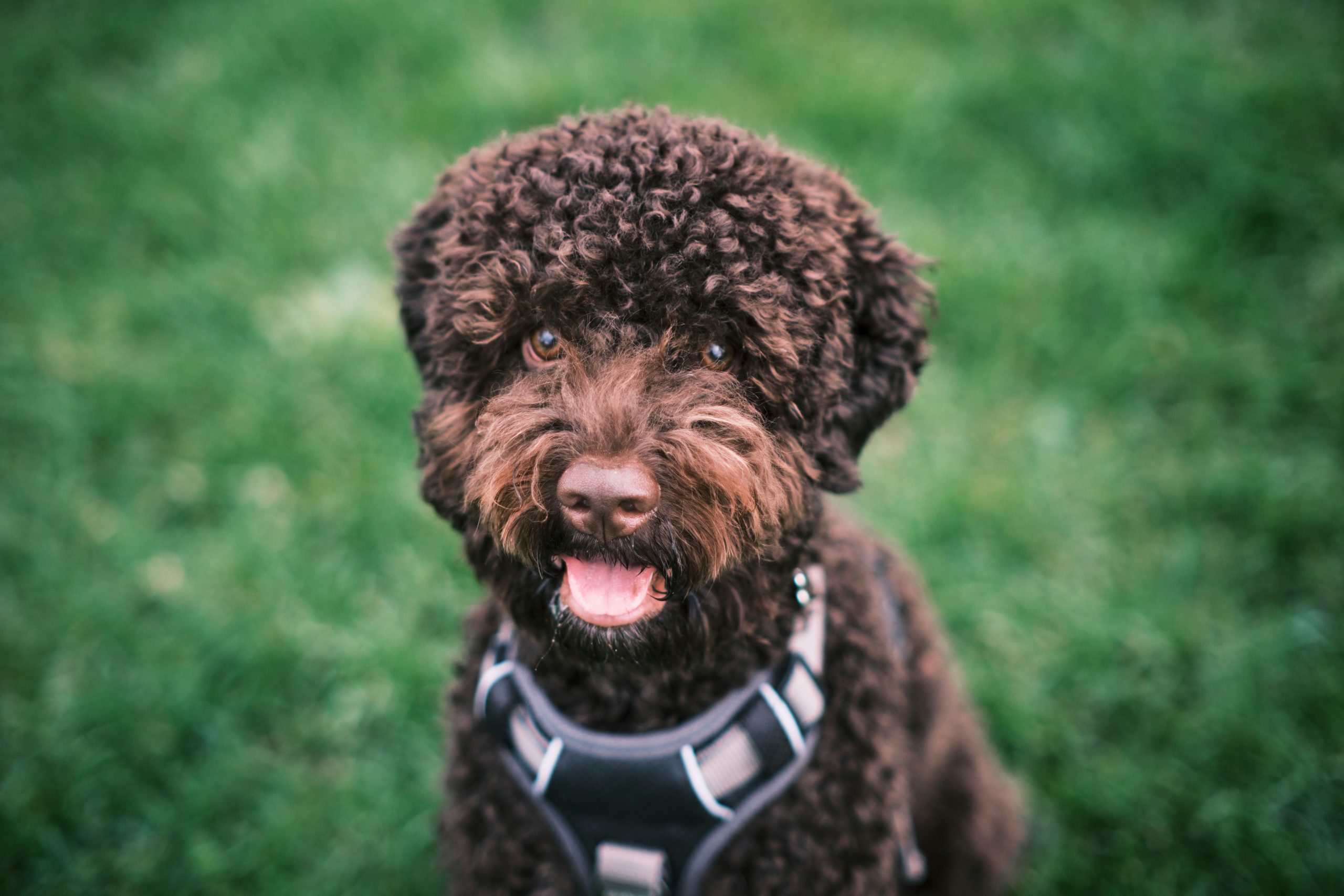 Online Vet in Rancho Cucamonga CA