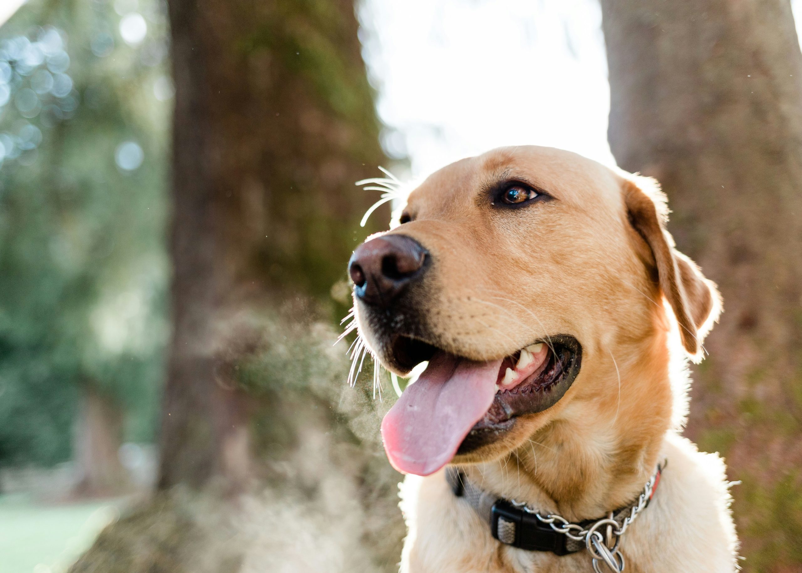 Online Vet in Elk Grove CA
