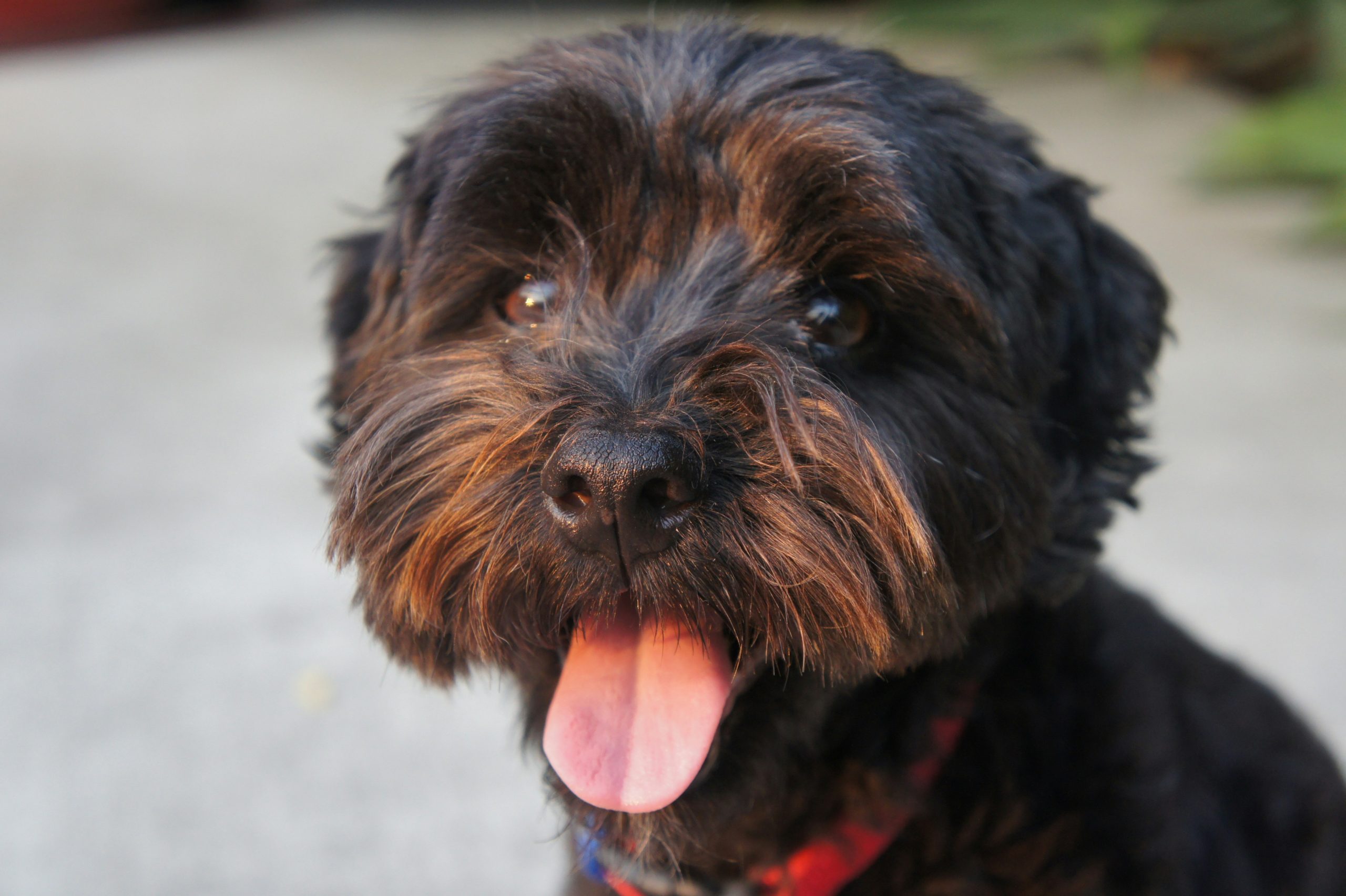 Online Vet in Garden Grove CA