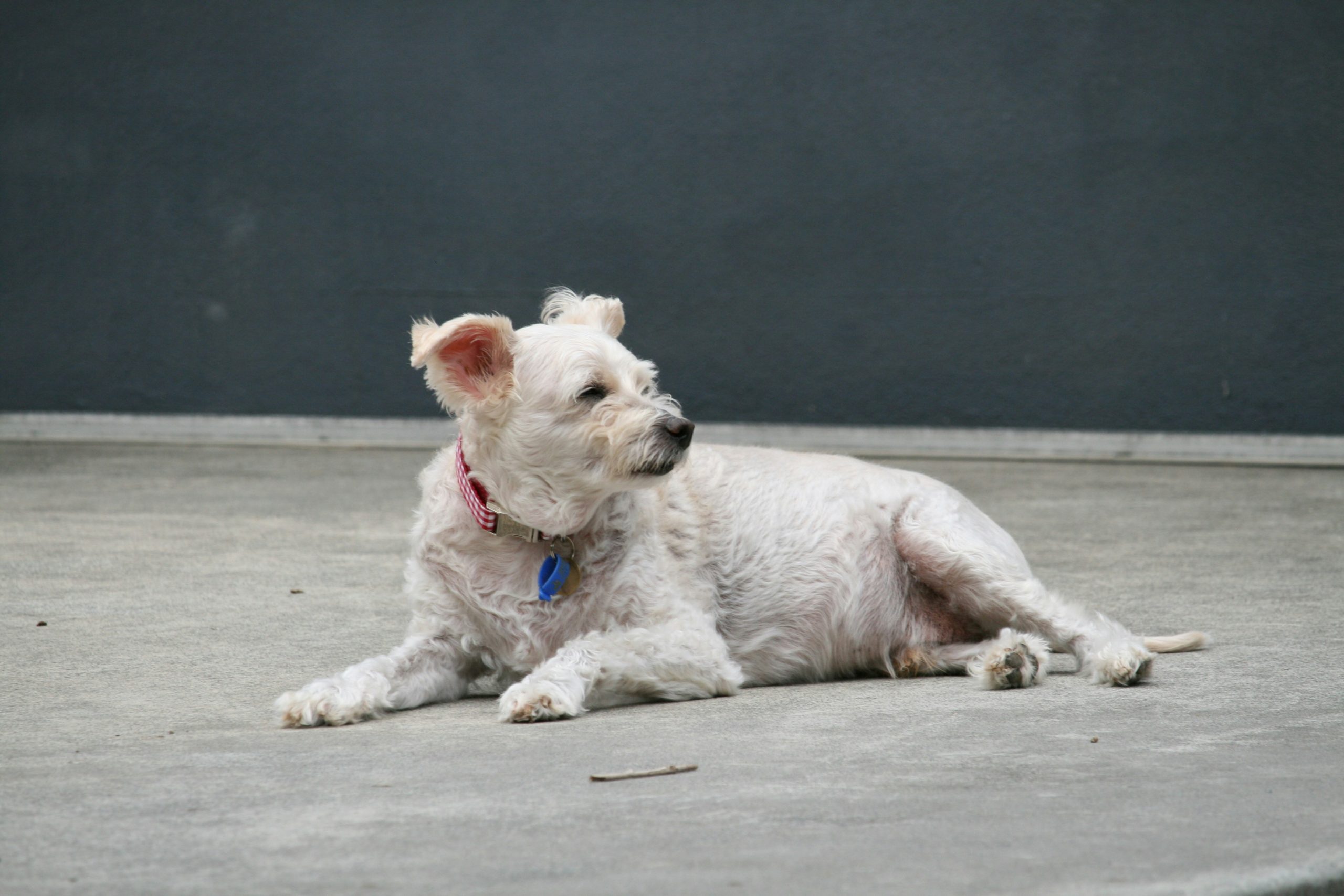 Online Vet in Cary NC