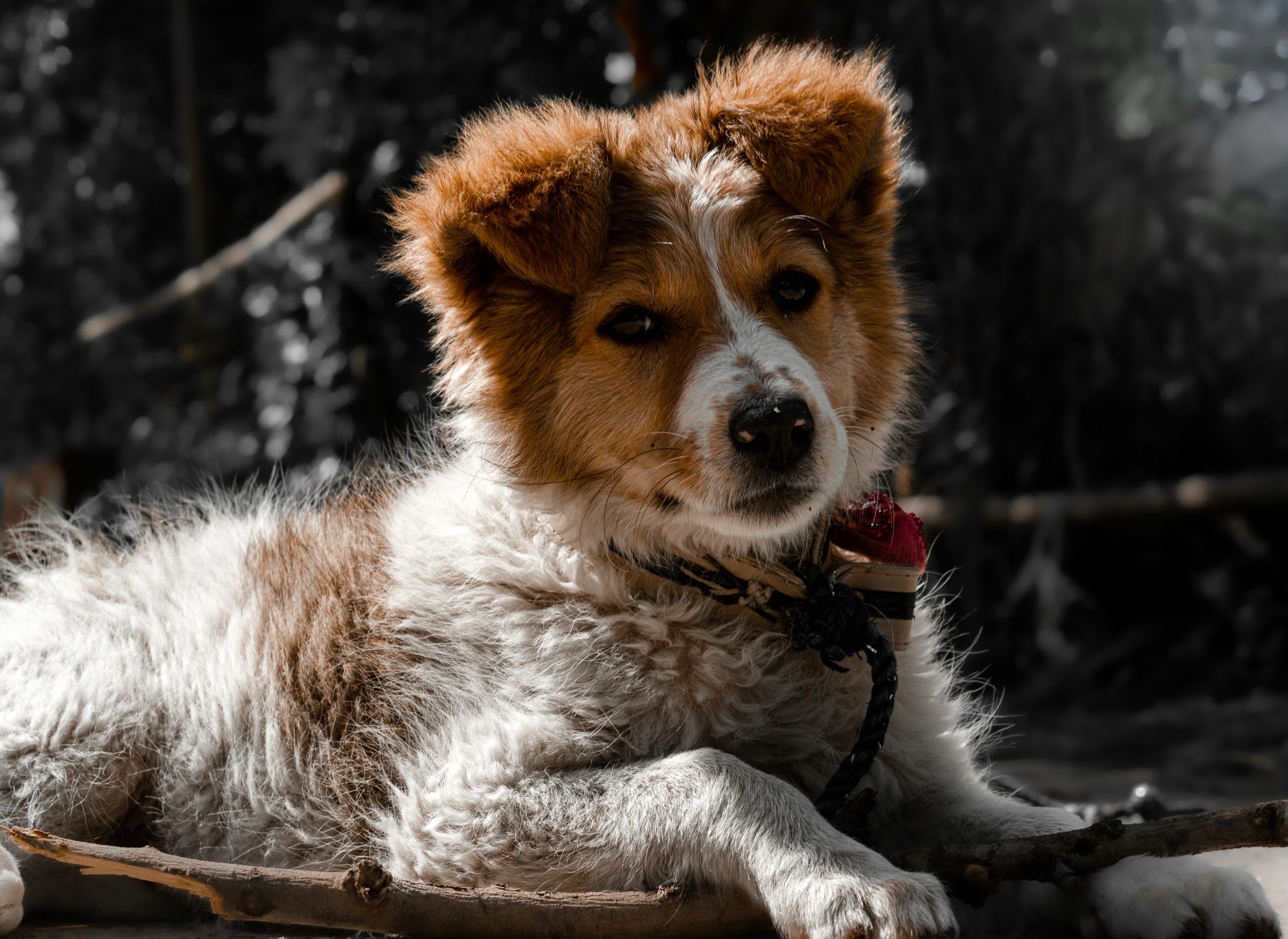Online Vet in Aurora IL