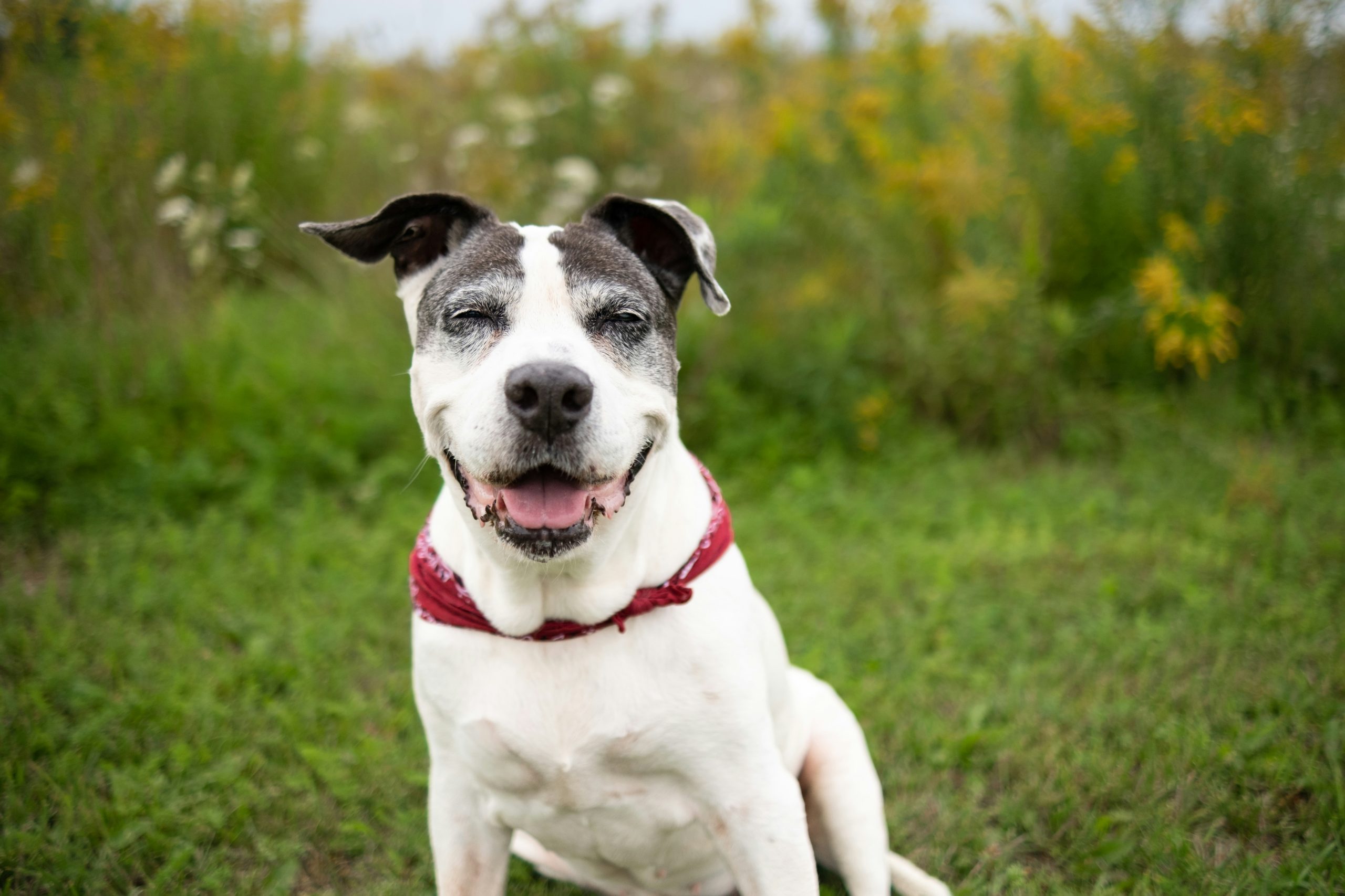 Online Vet in Oceanside CA