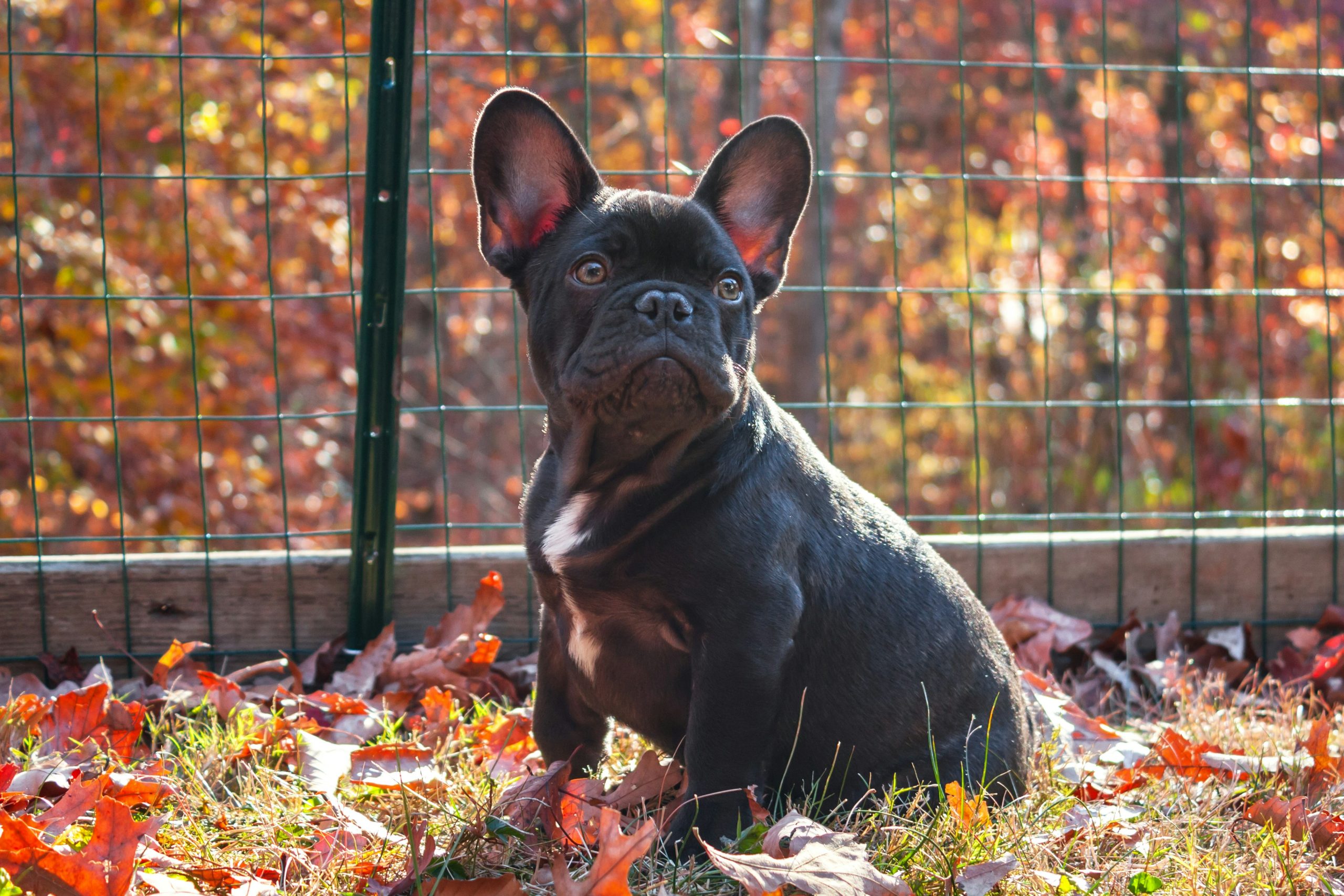 Online Vet in Syracuse NY