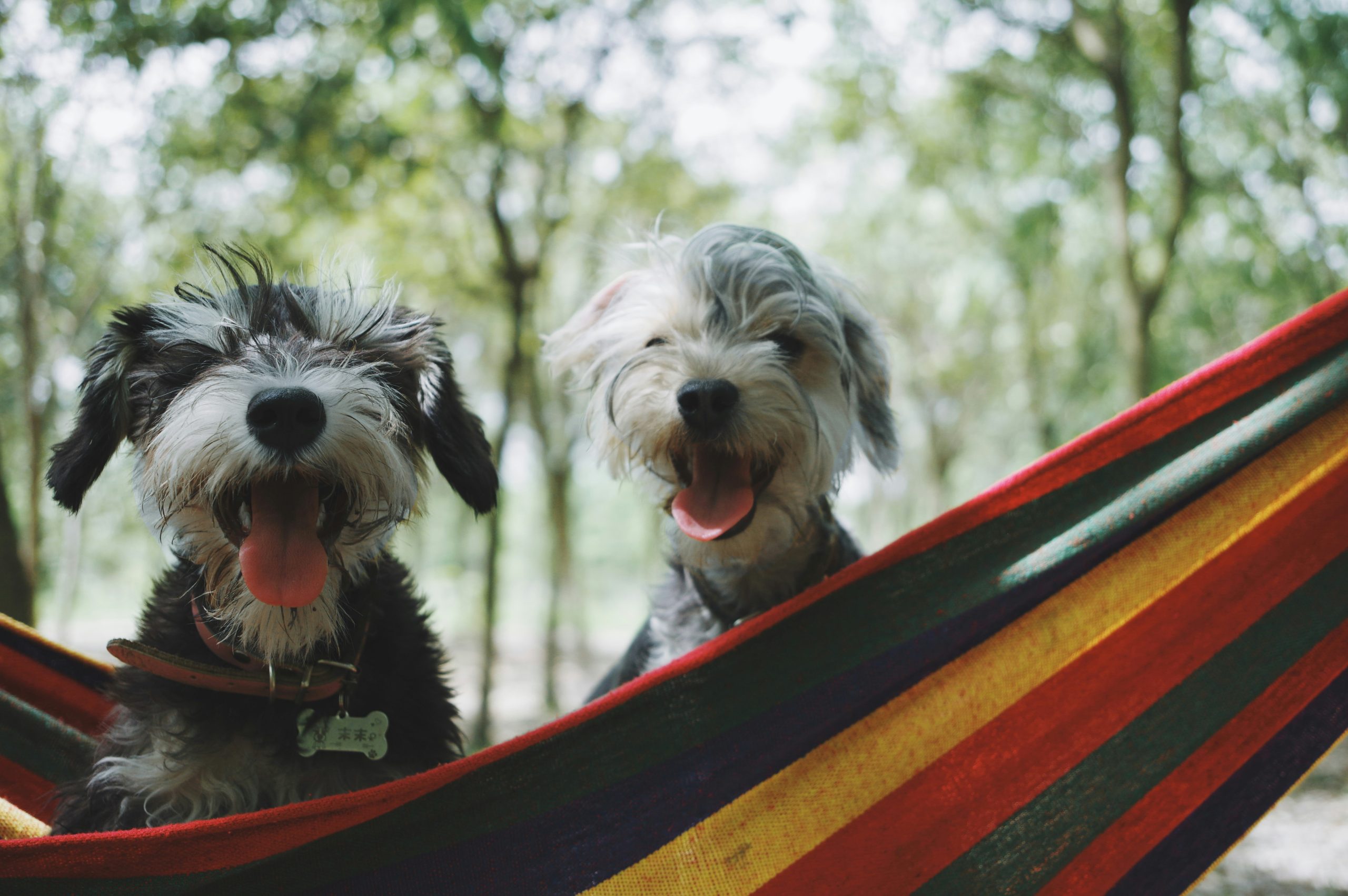 Online Vet in Sunnyvale CA