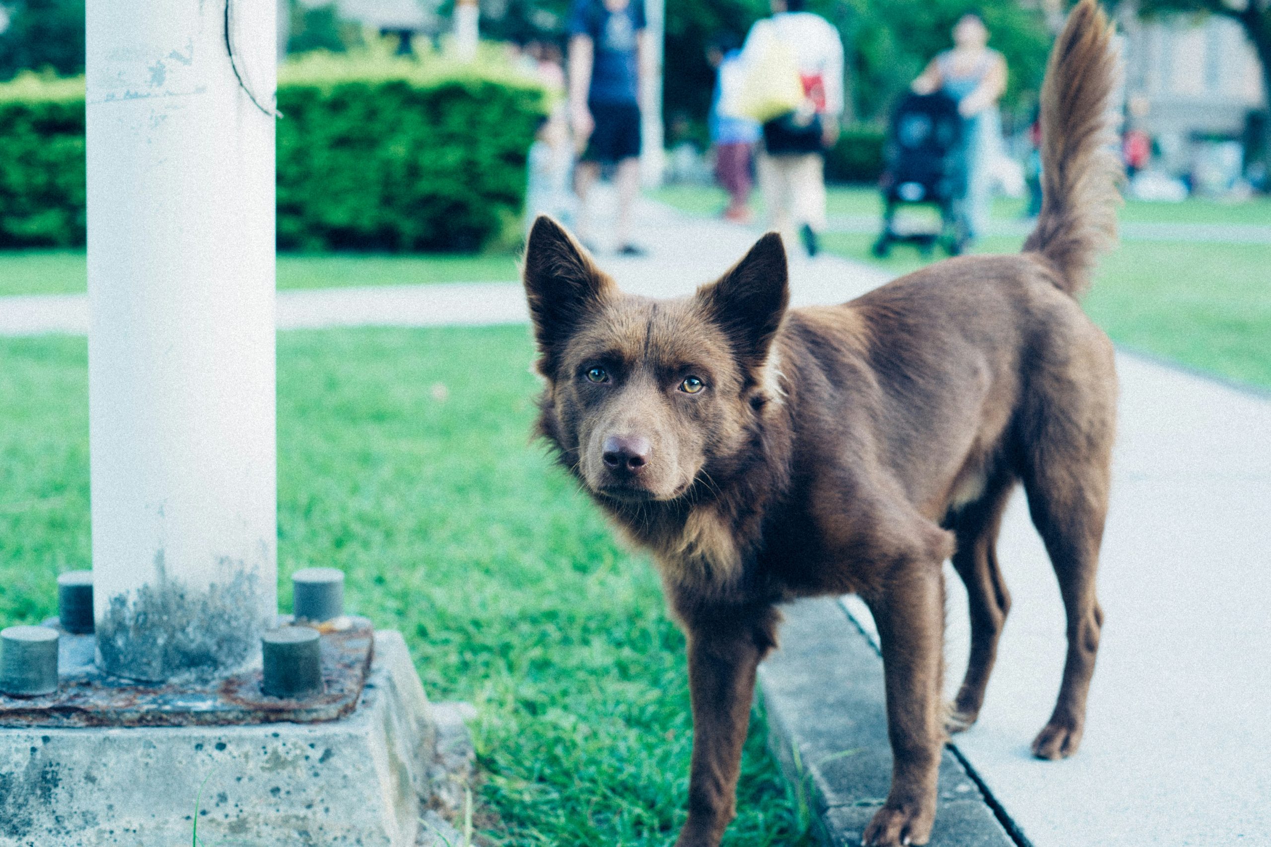 Online Vet in Savannah GA