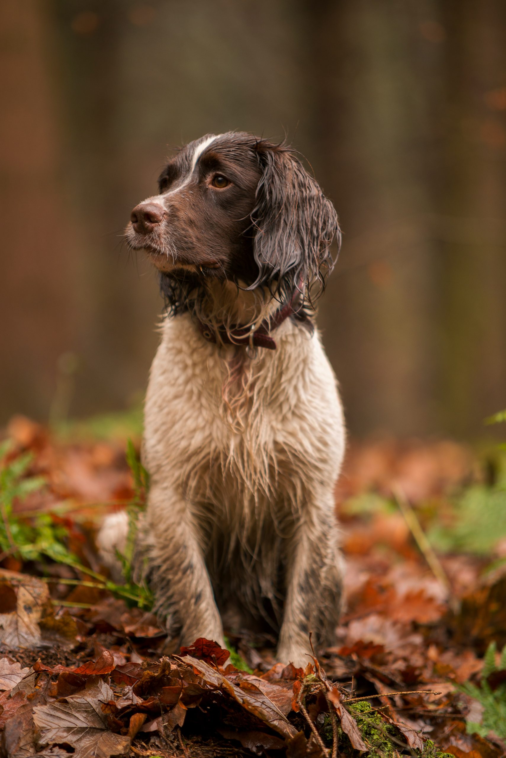 Online Vet in Bellevue WA