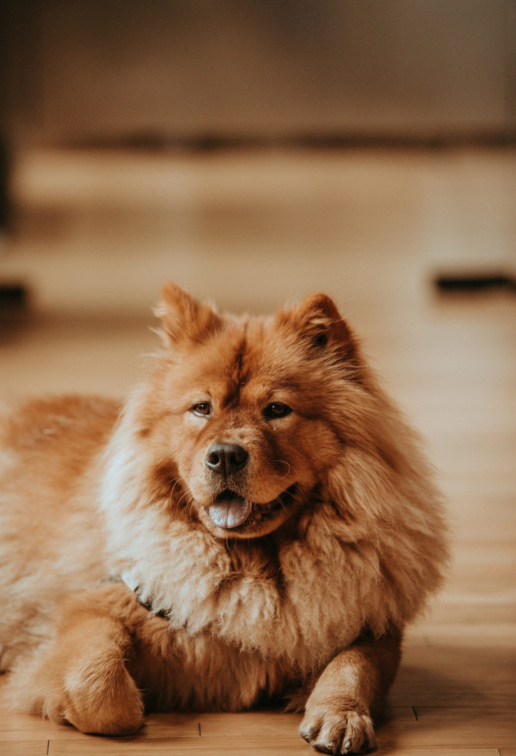 Online Vet in Surprise AZ