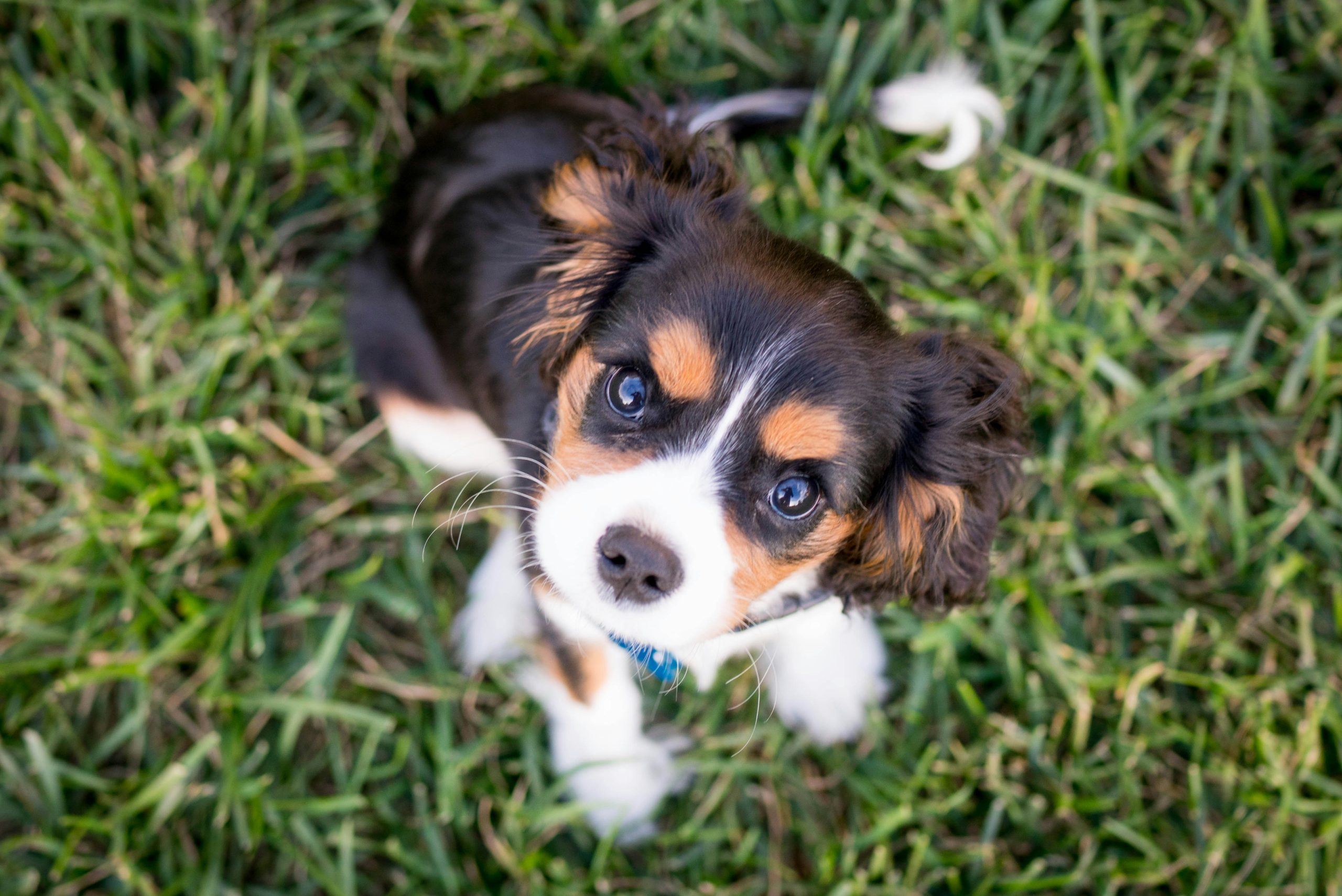 Online Vet in Bellevue WA