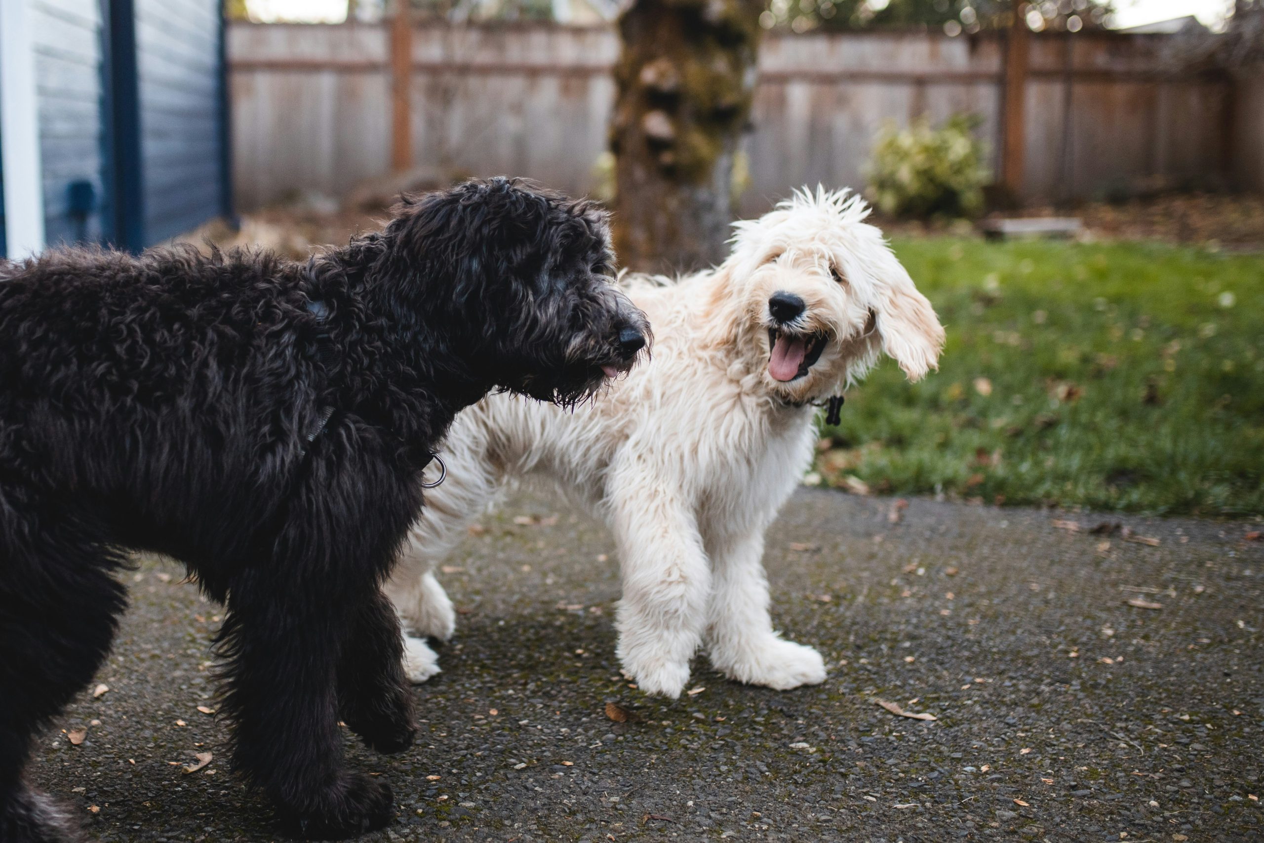 Online Vet in Mesquite TX