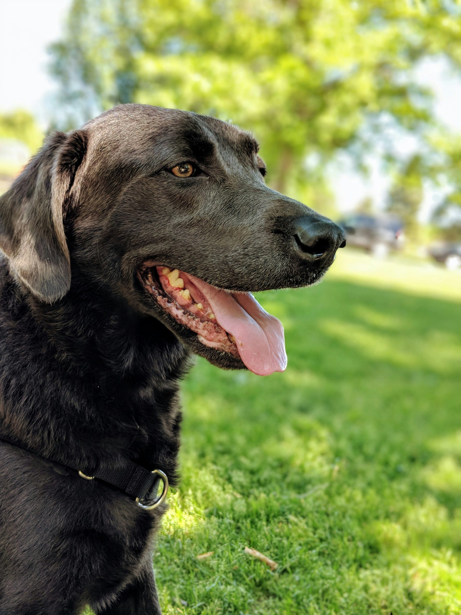 Online Vet in Savannah GA