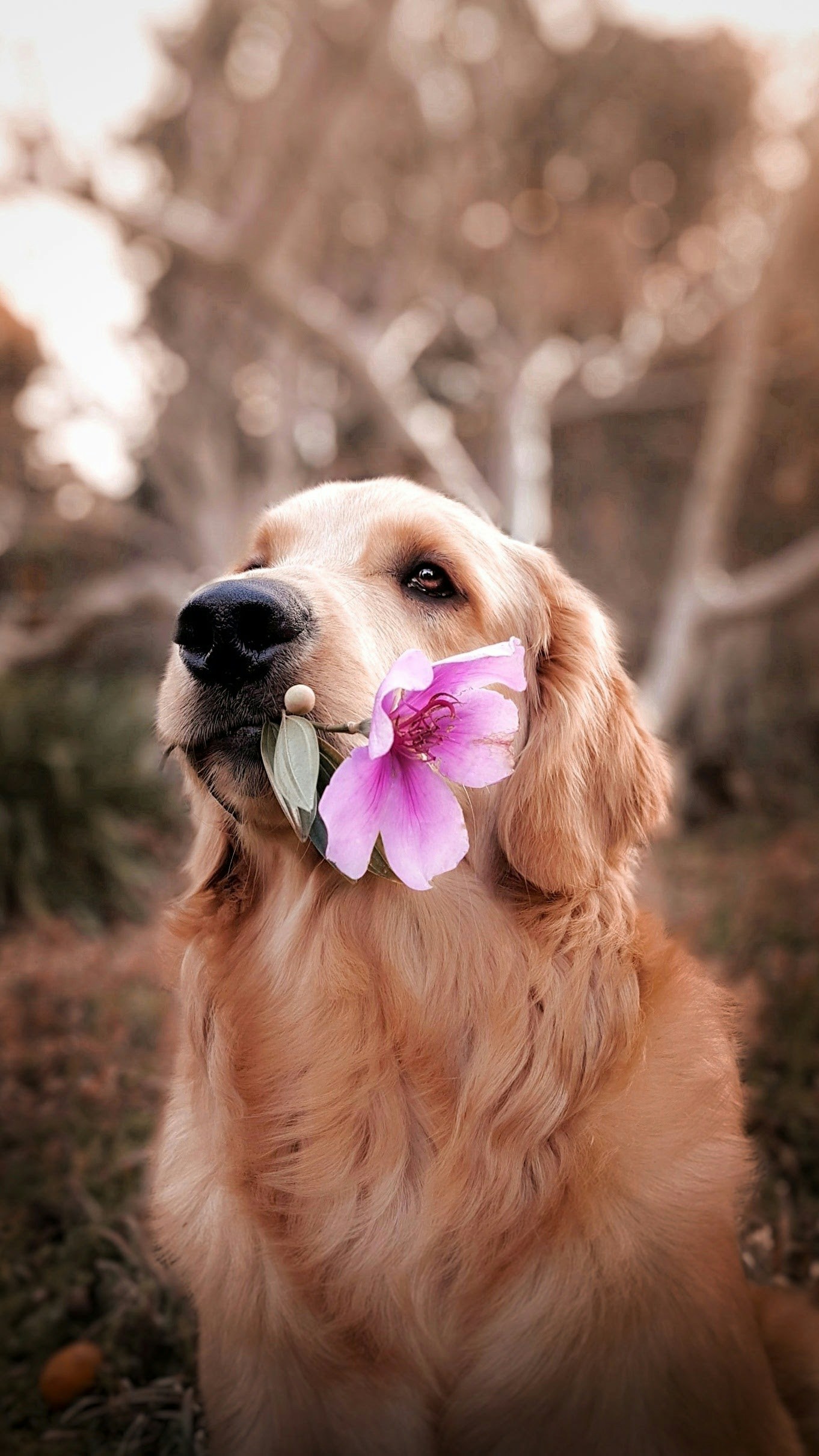 Online Vet in Springfield MA