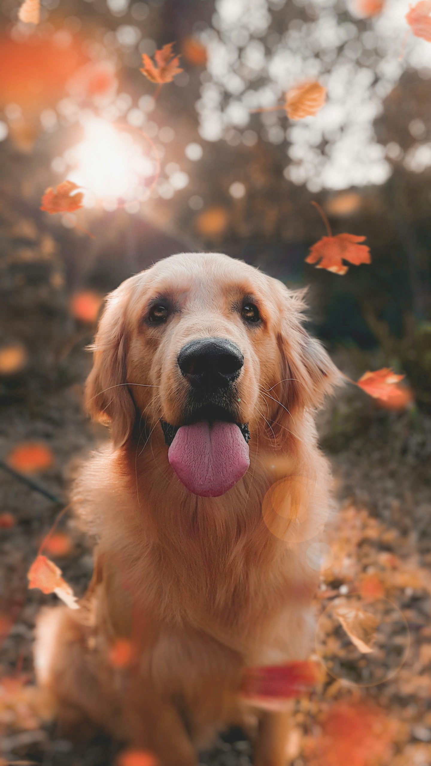 Online Vet in Hollywood FL