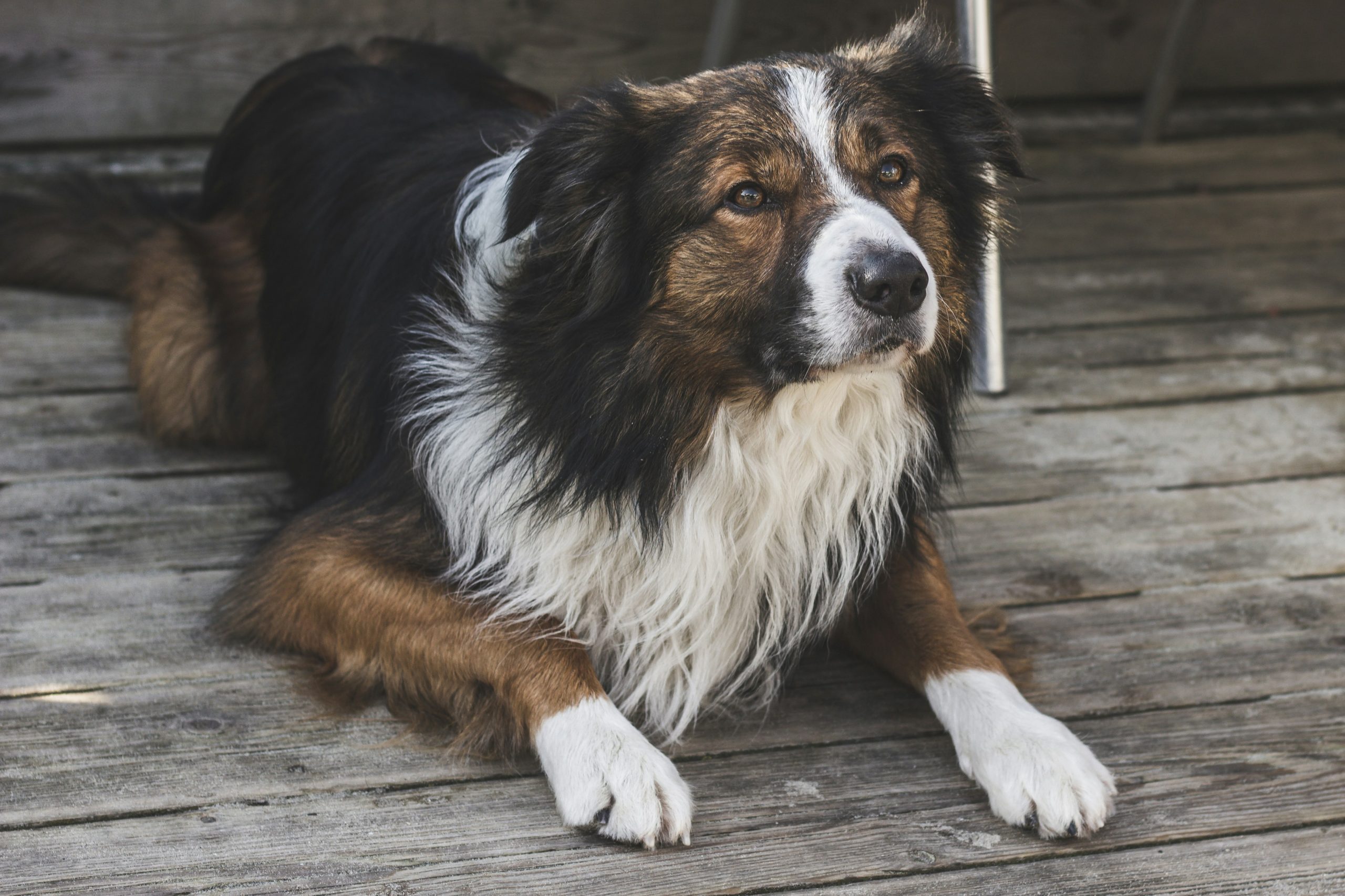 Online Vet in Pomona CA