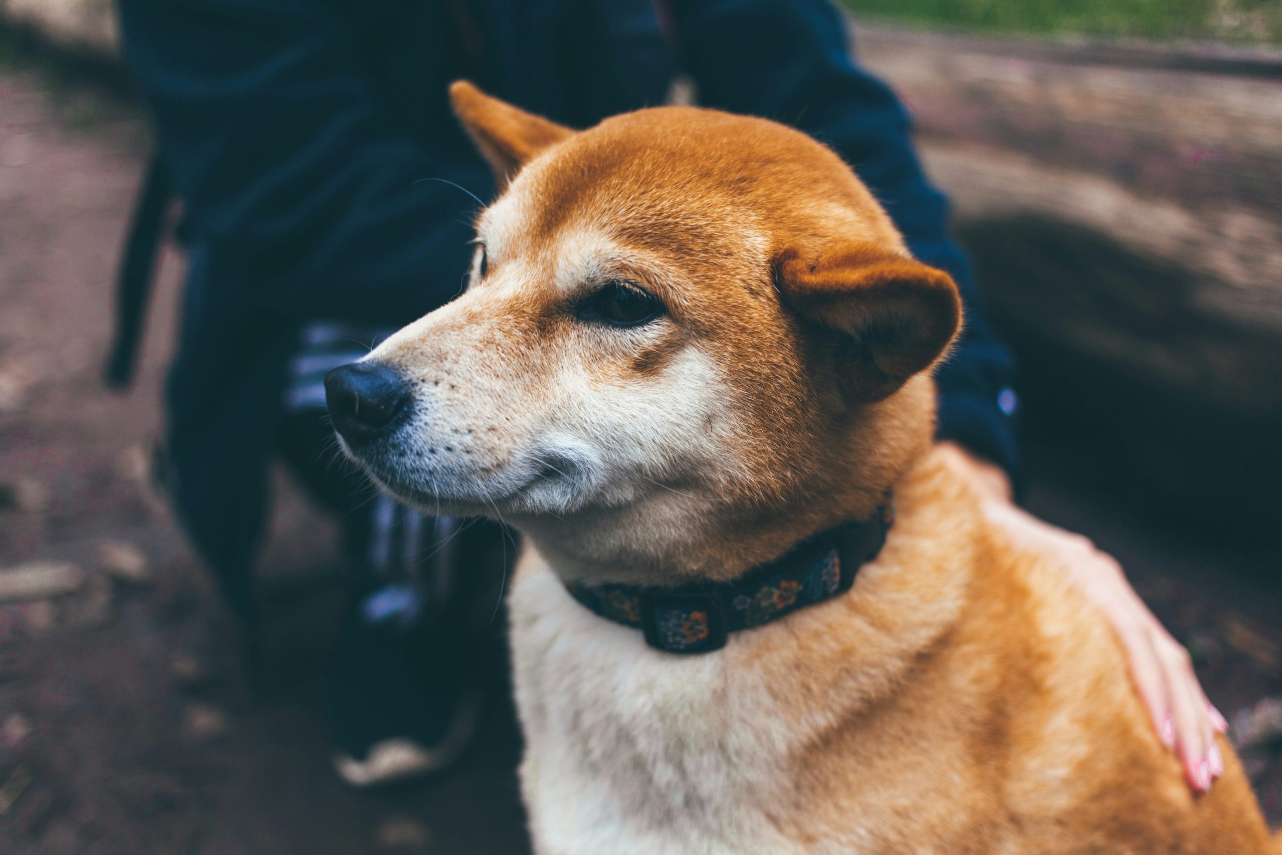 Online Vet in Denton TX