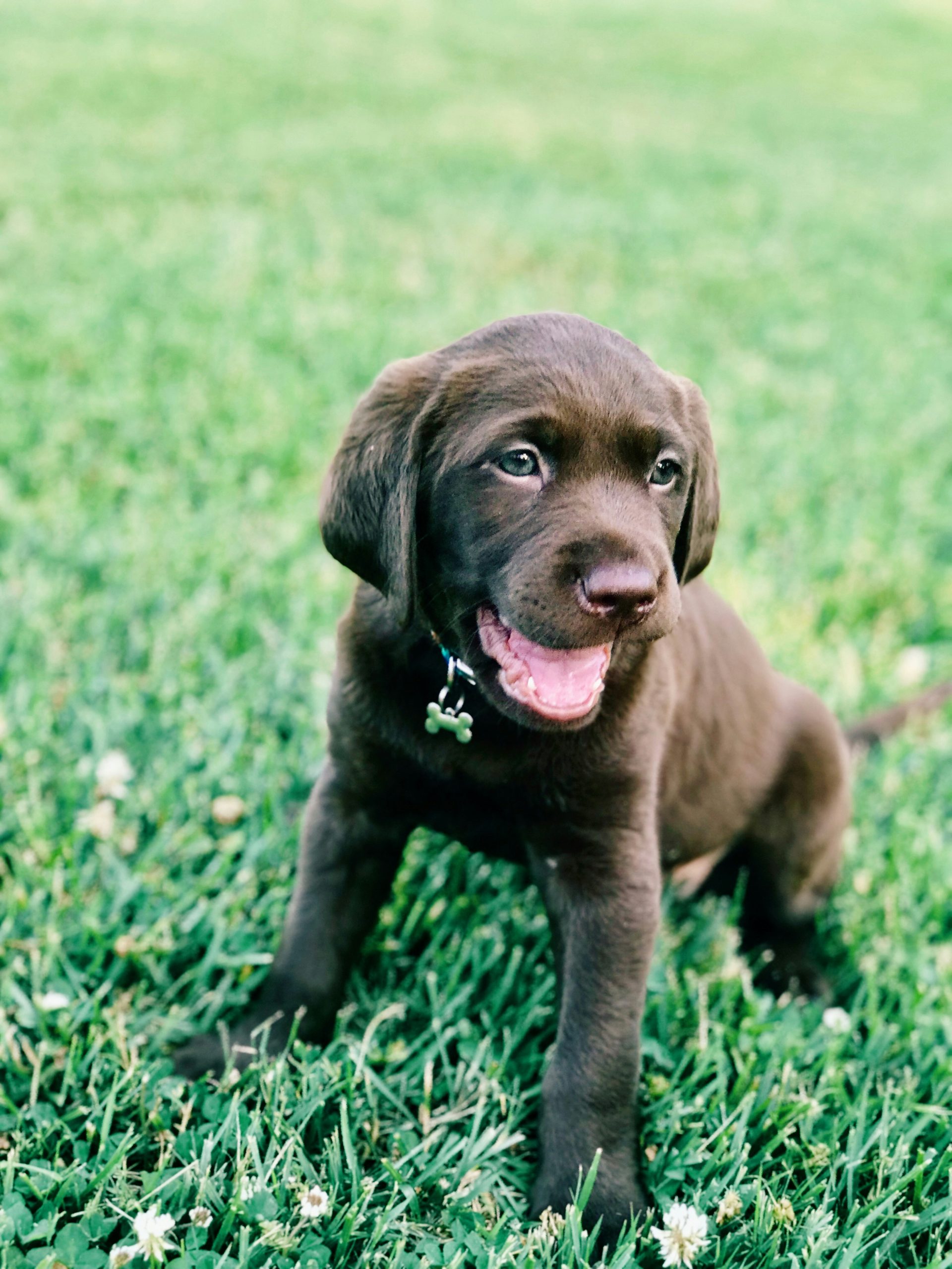 Online Vet in Denton TX