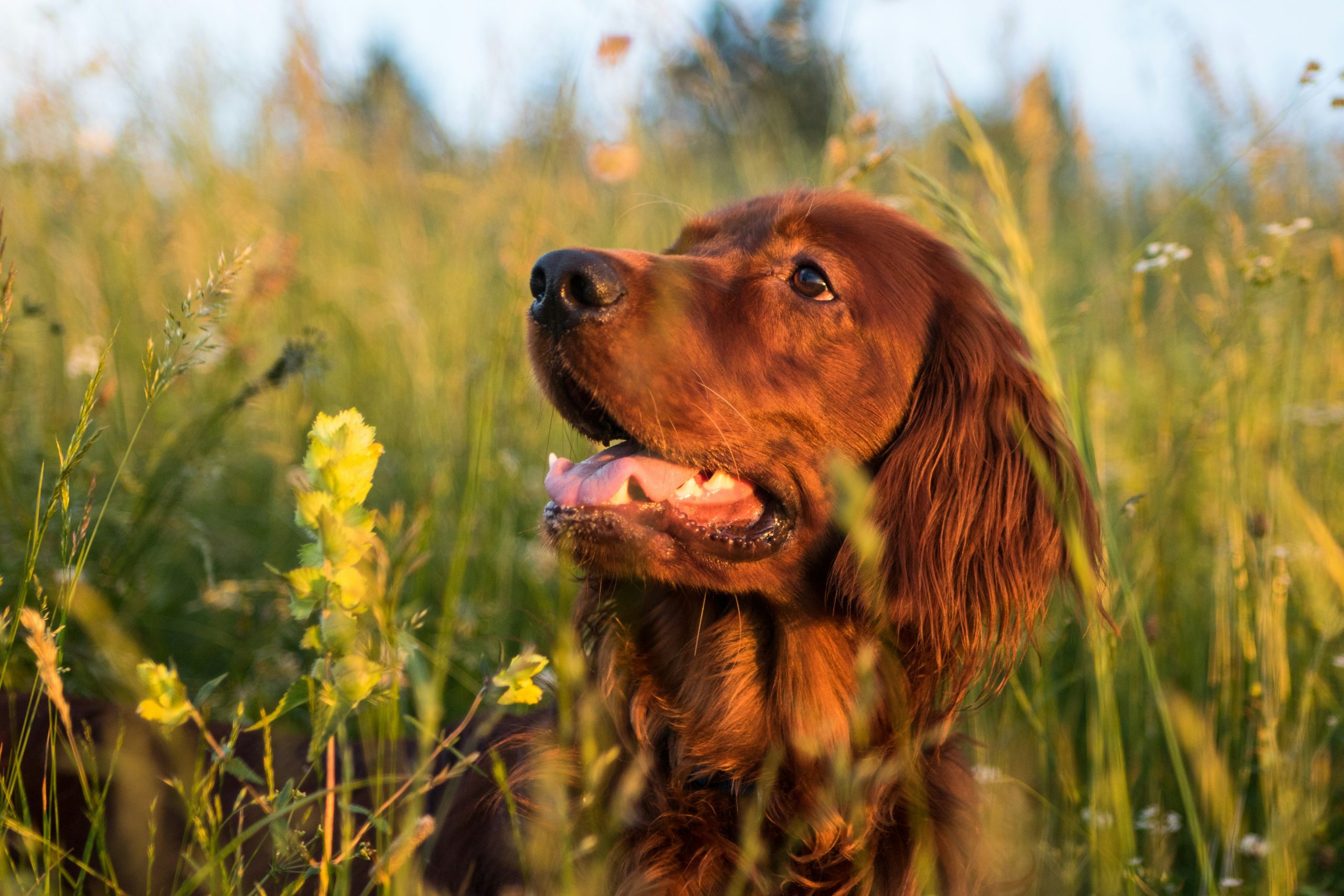 Online Vet in Bridgeport CT