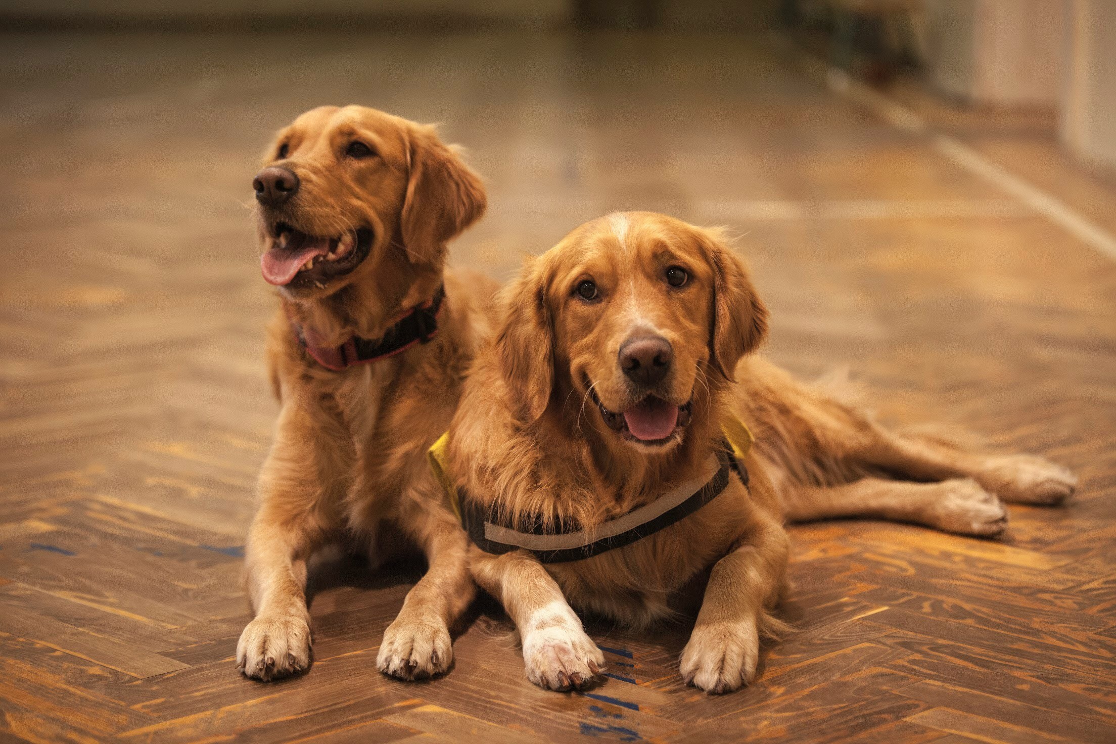 Online Vet in Naperville IL