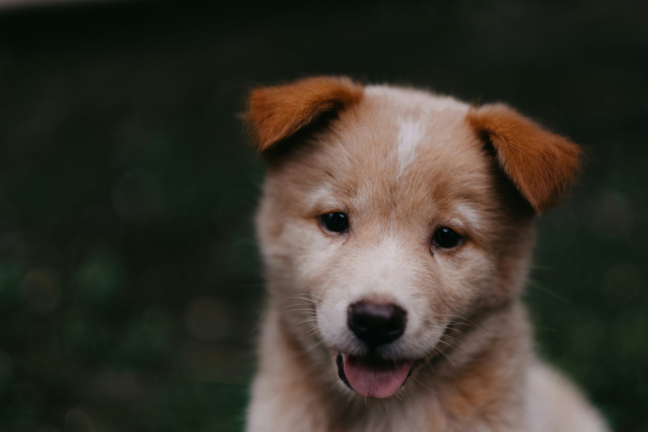 Online Vet in Surprise AZ