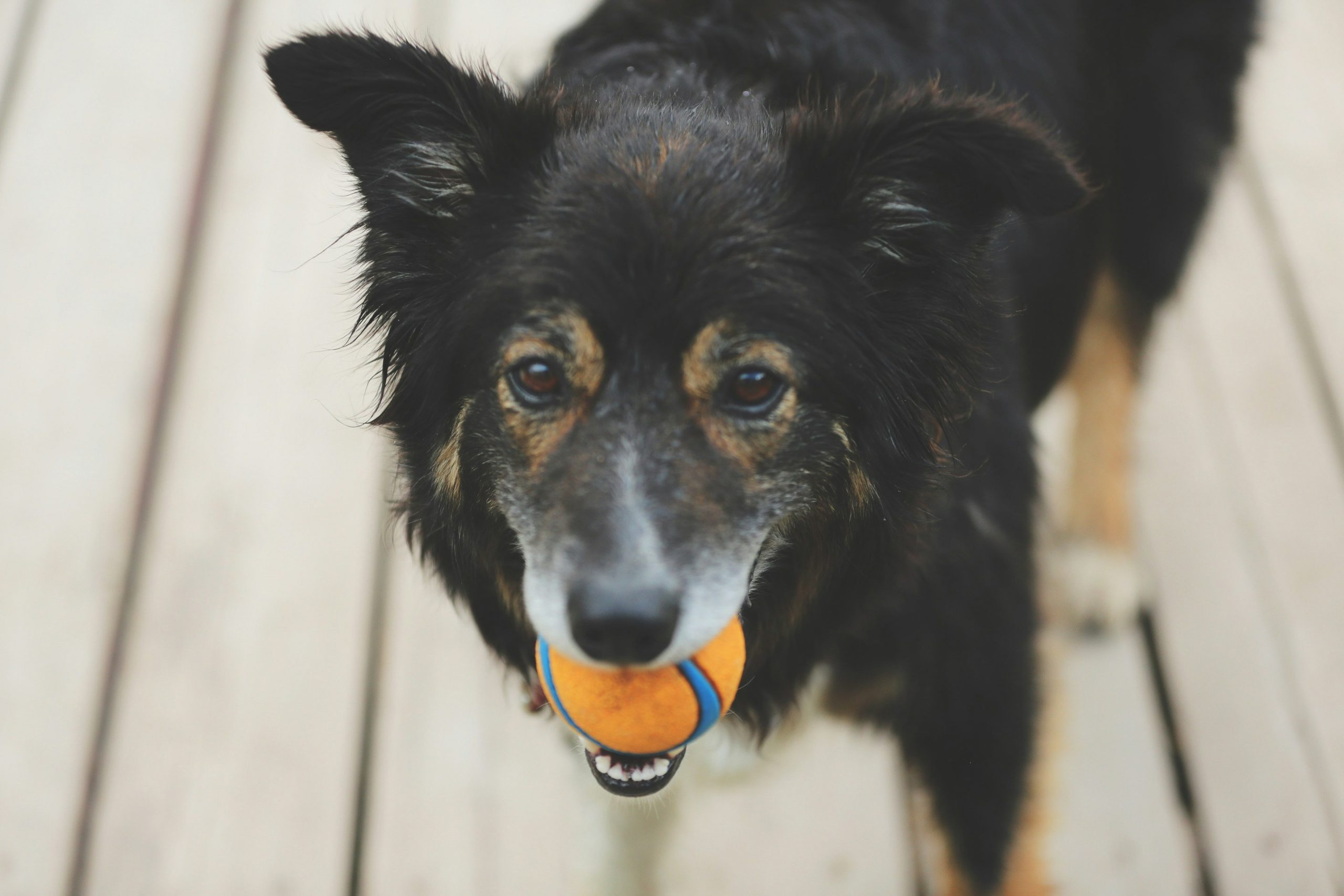 Online Vet in Savannah GA