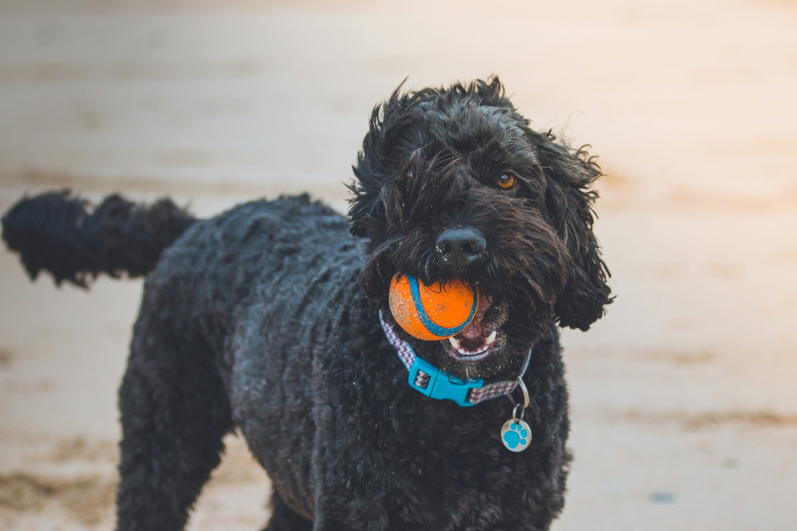 Online Vet in Joliet IL