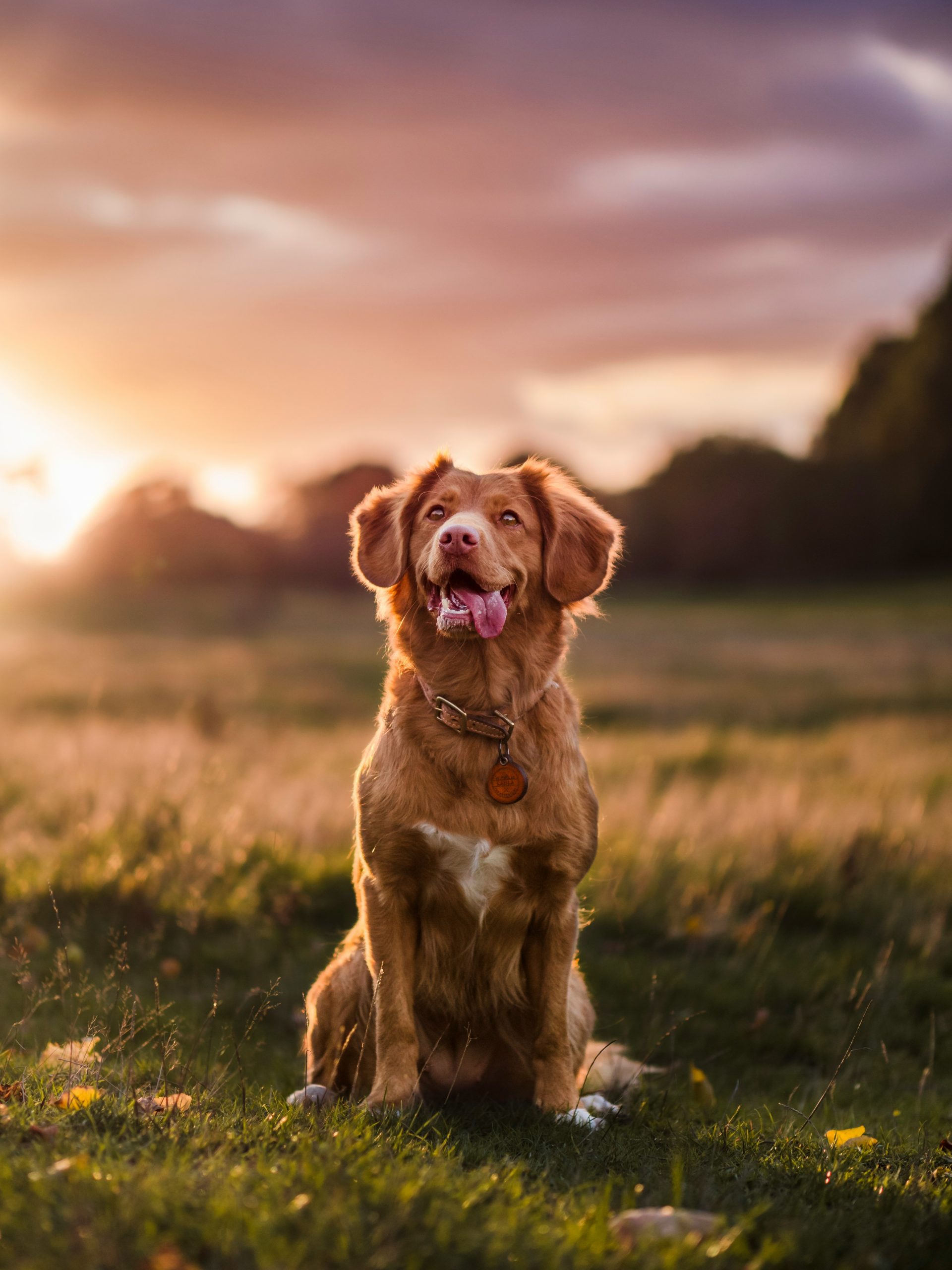 Online Vet in Pasadena TX