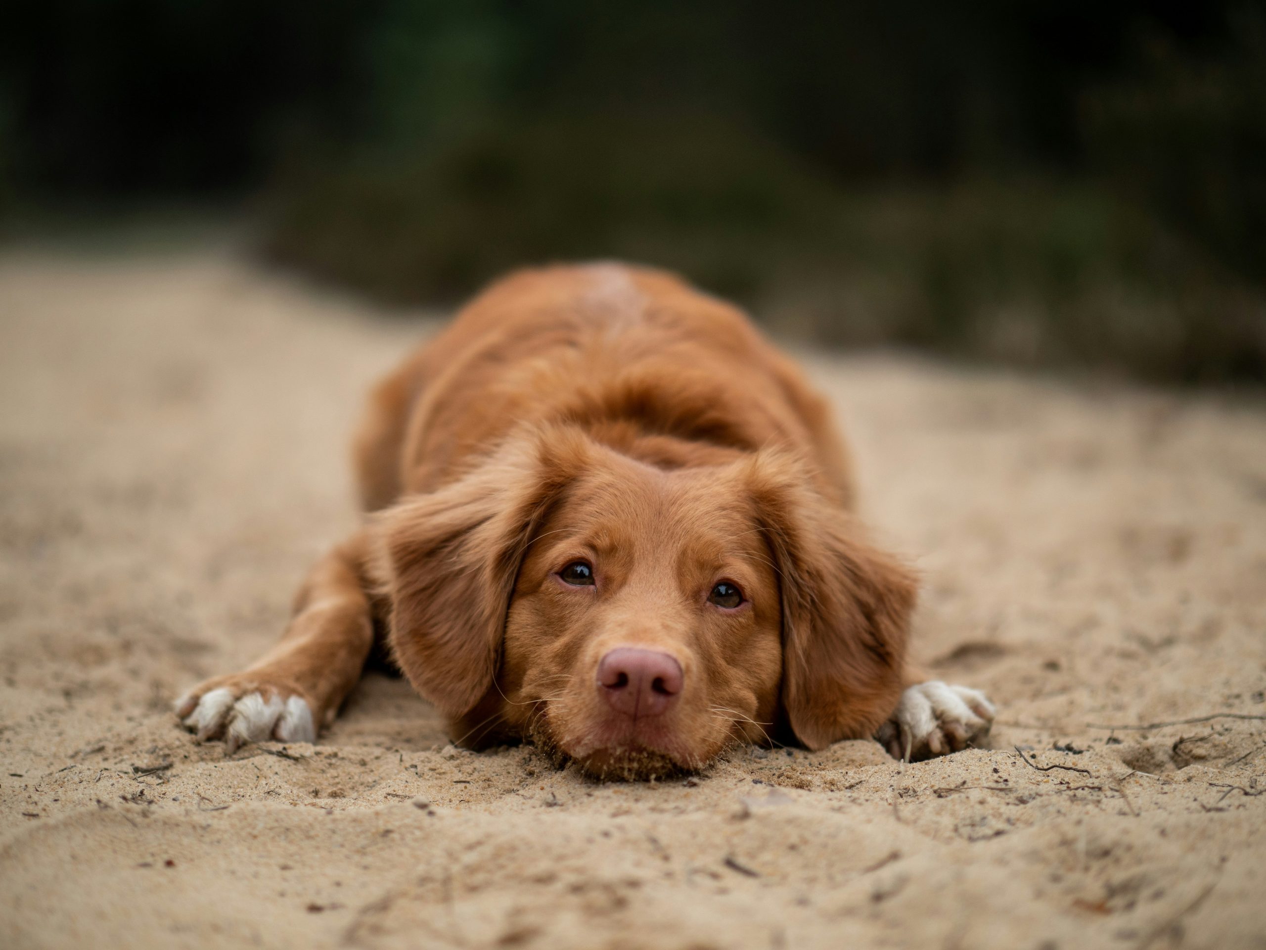 Online Vet in Naperville IL