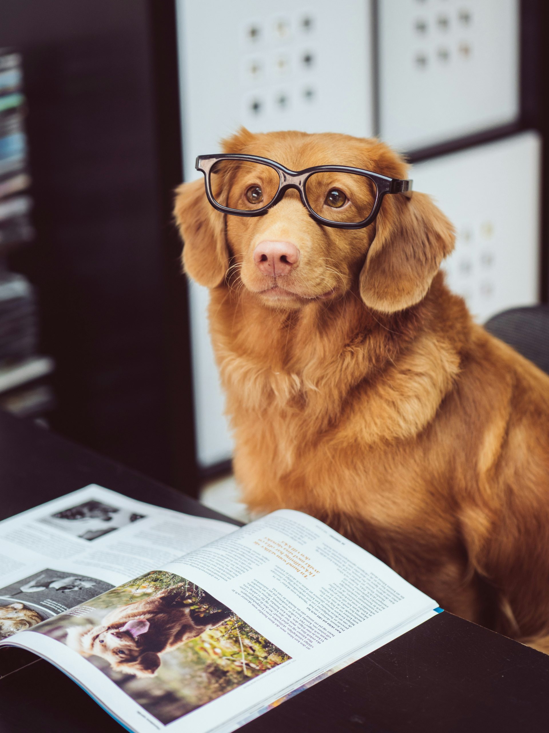 Online Vet in Sunnyvale CA