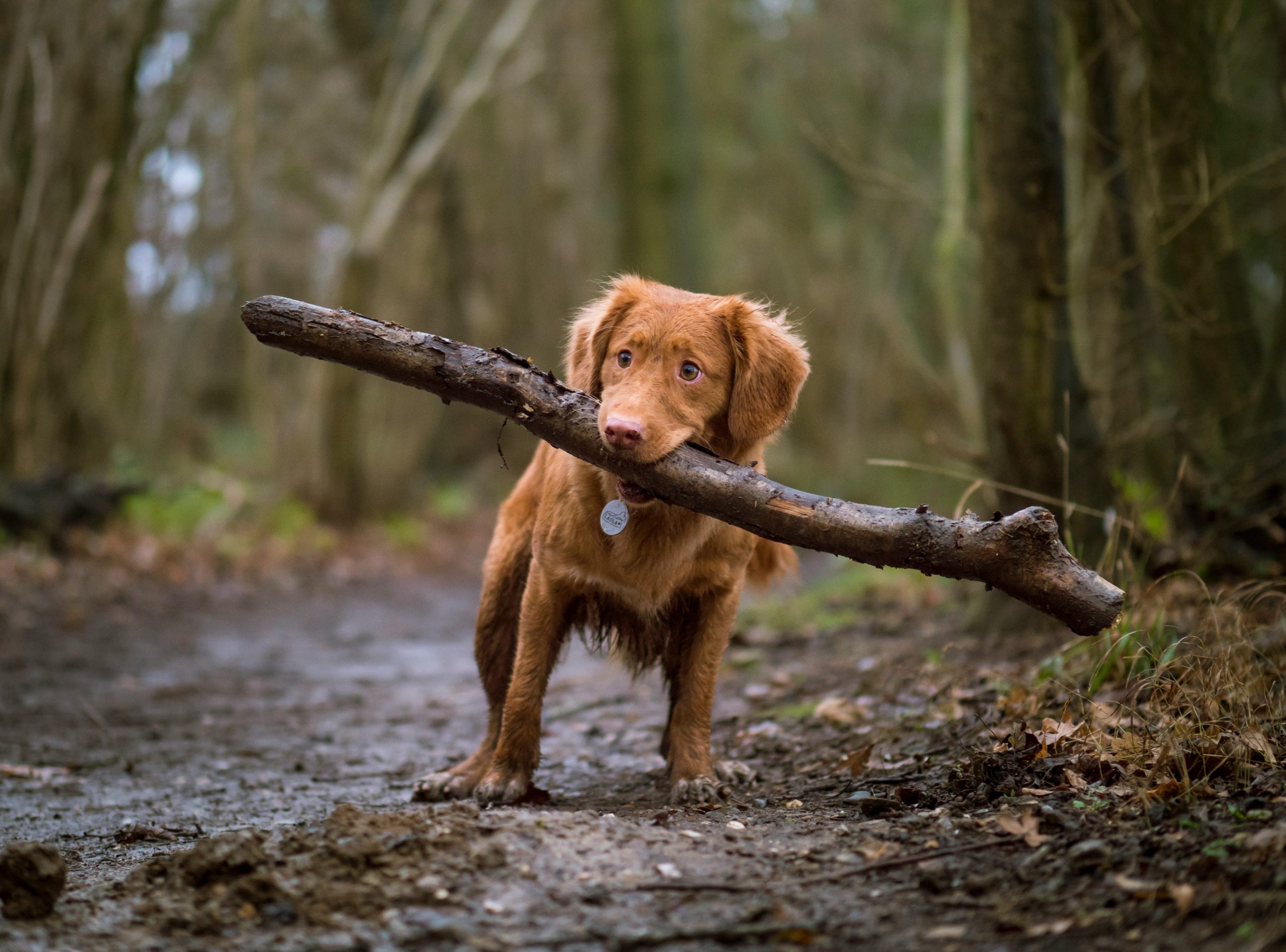 Online Vet in Alexandria VA