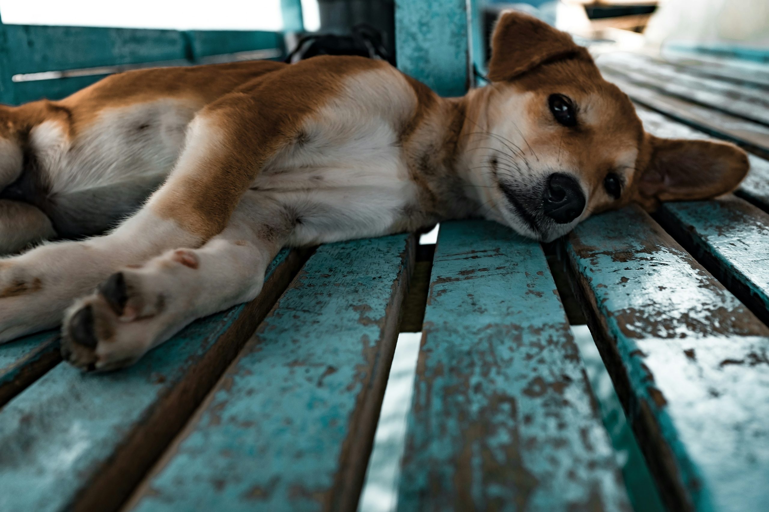 Online Vet in Killeen TX