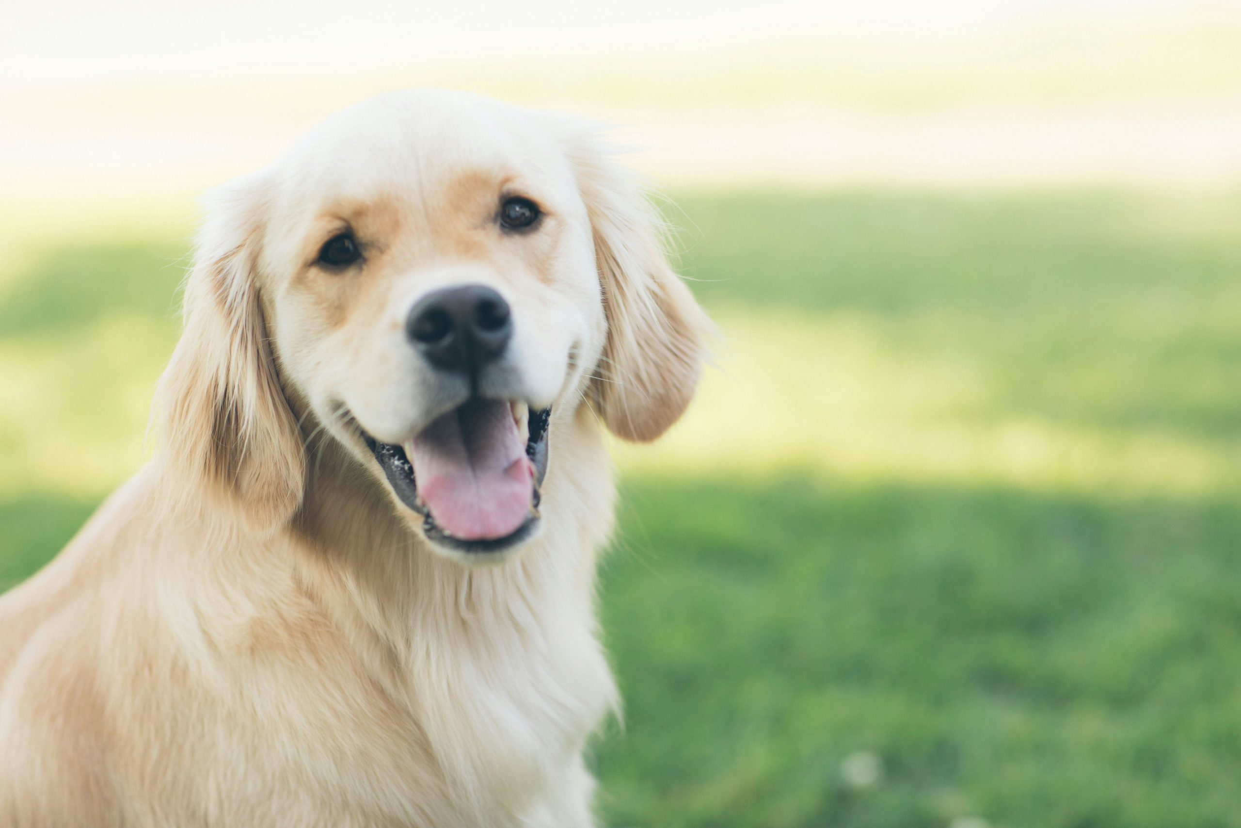 Online Vet in Sunnyvale CA