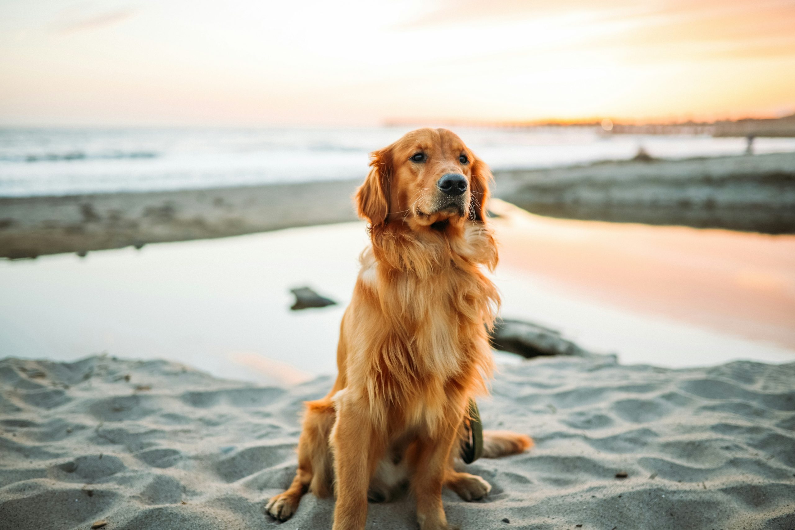 Online Vet in Roseville CA