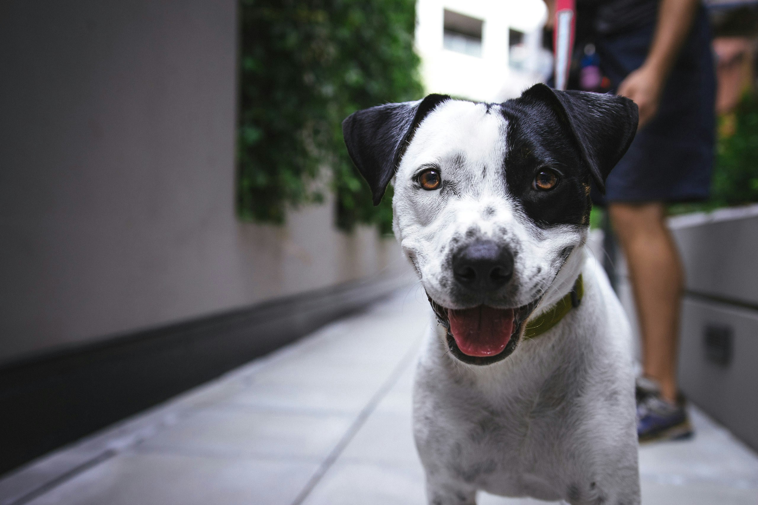 Online Vet in Alexandria VA