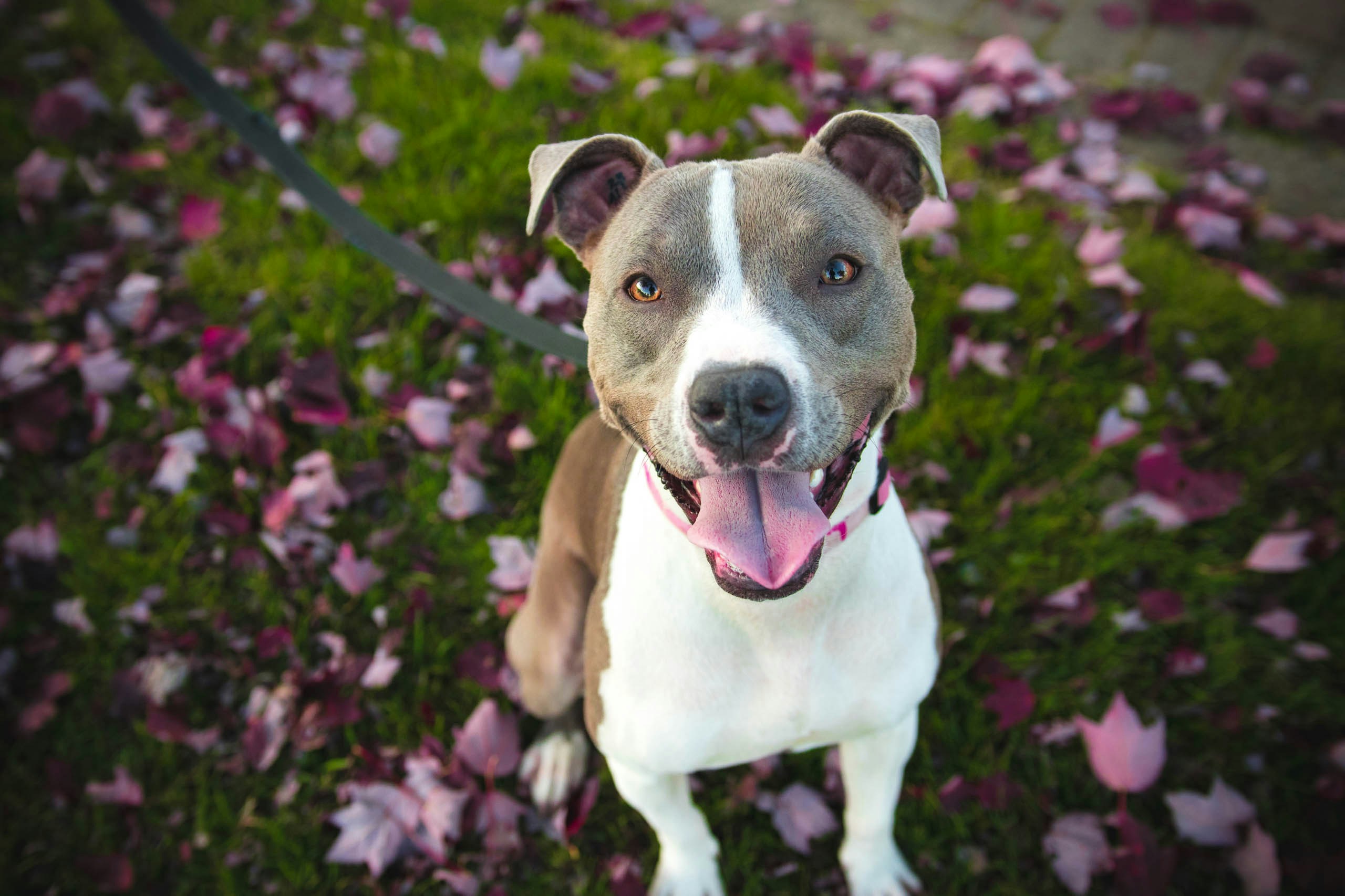 Online Vet in Kansas City KS