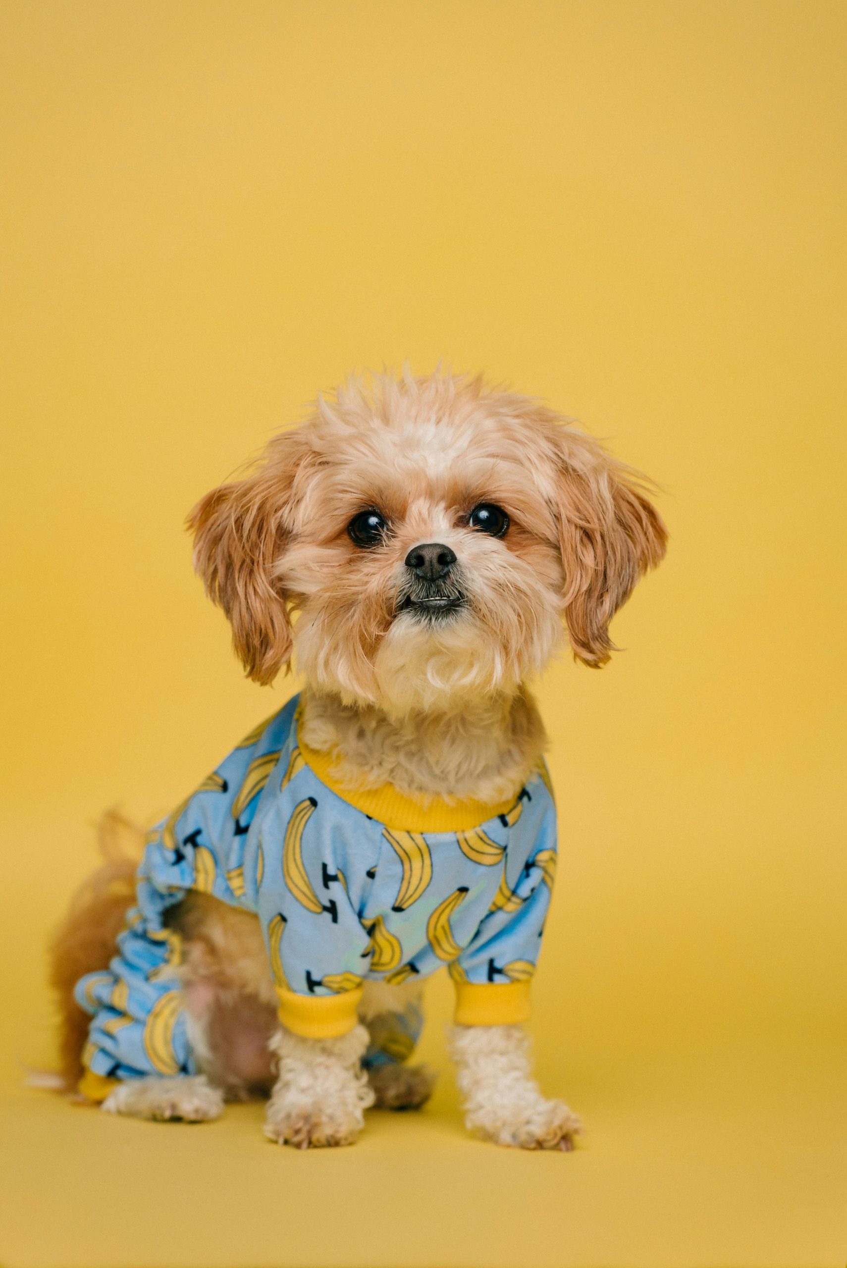 Online Vet in Charleston SC