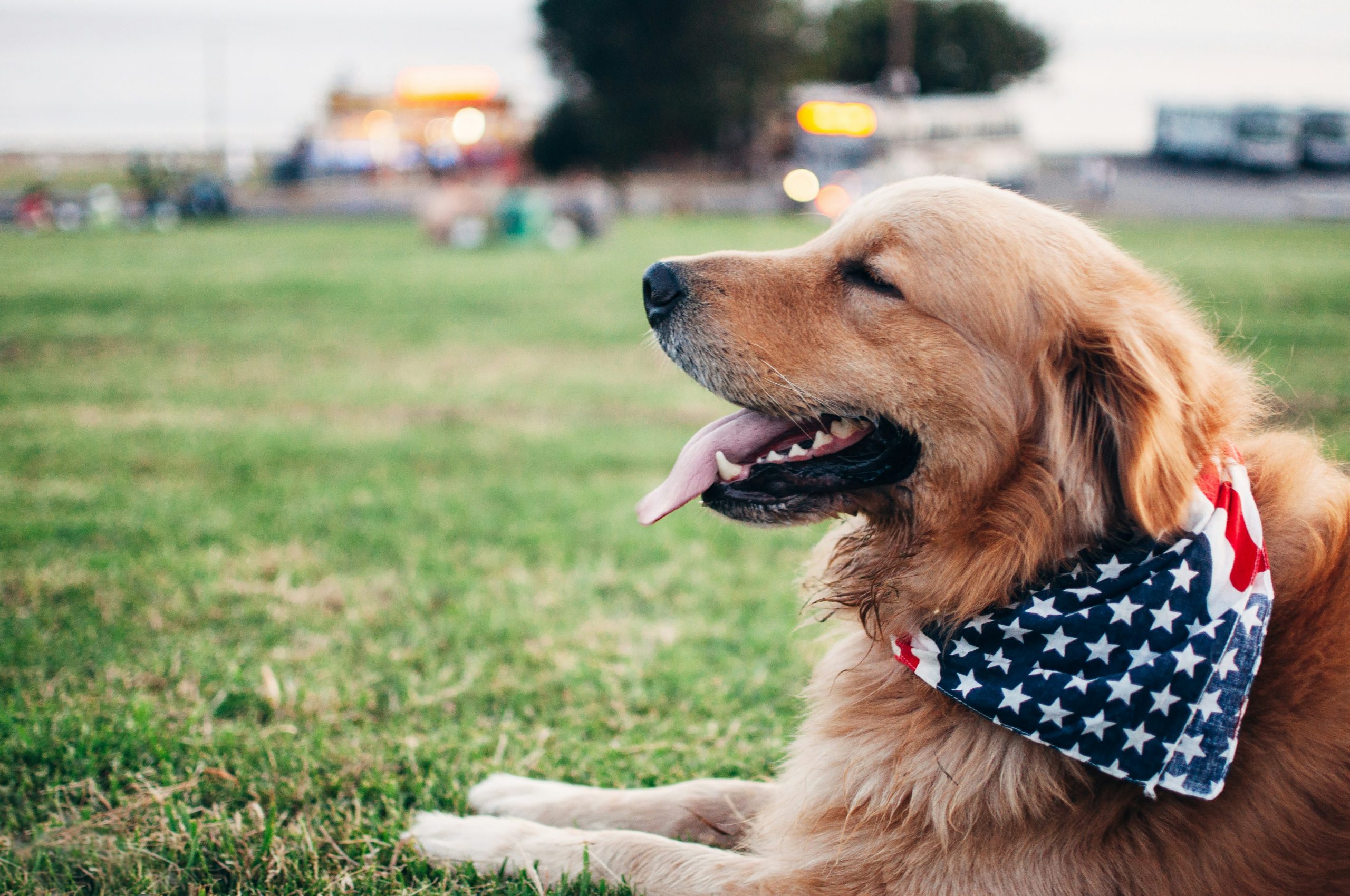 Online Vet in Hollywood FL