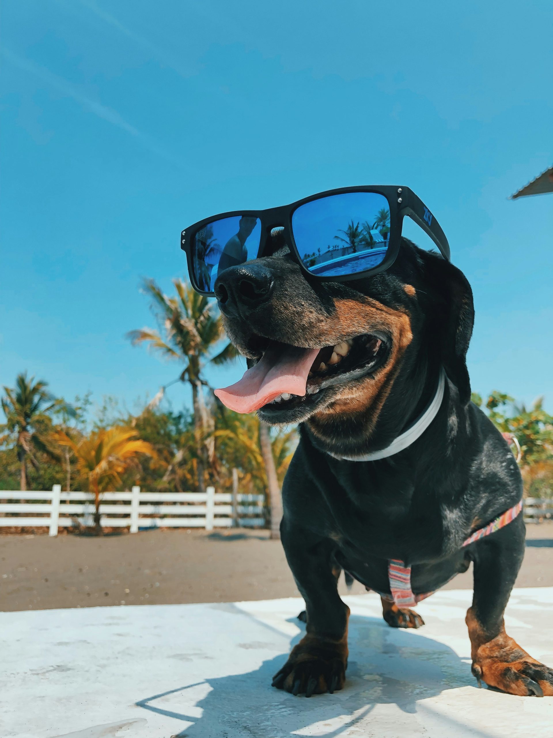 Online Vet in Syracuse NY