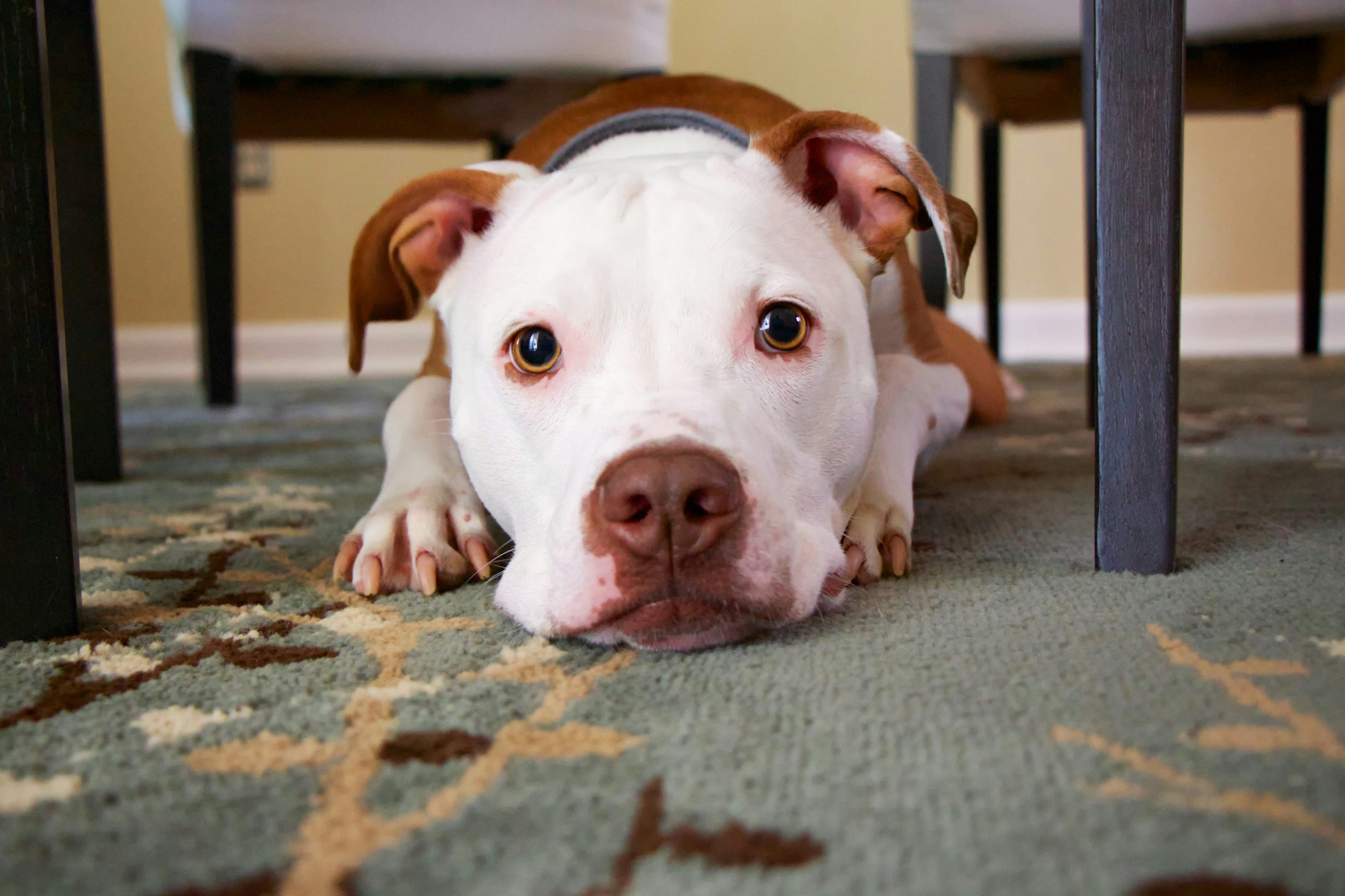 Online Vet in Springfield MA