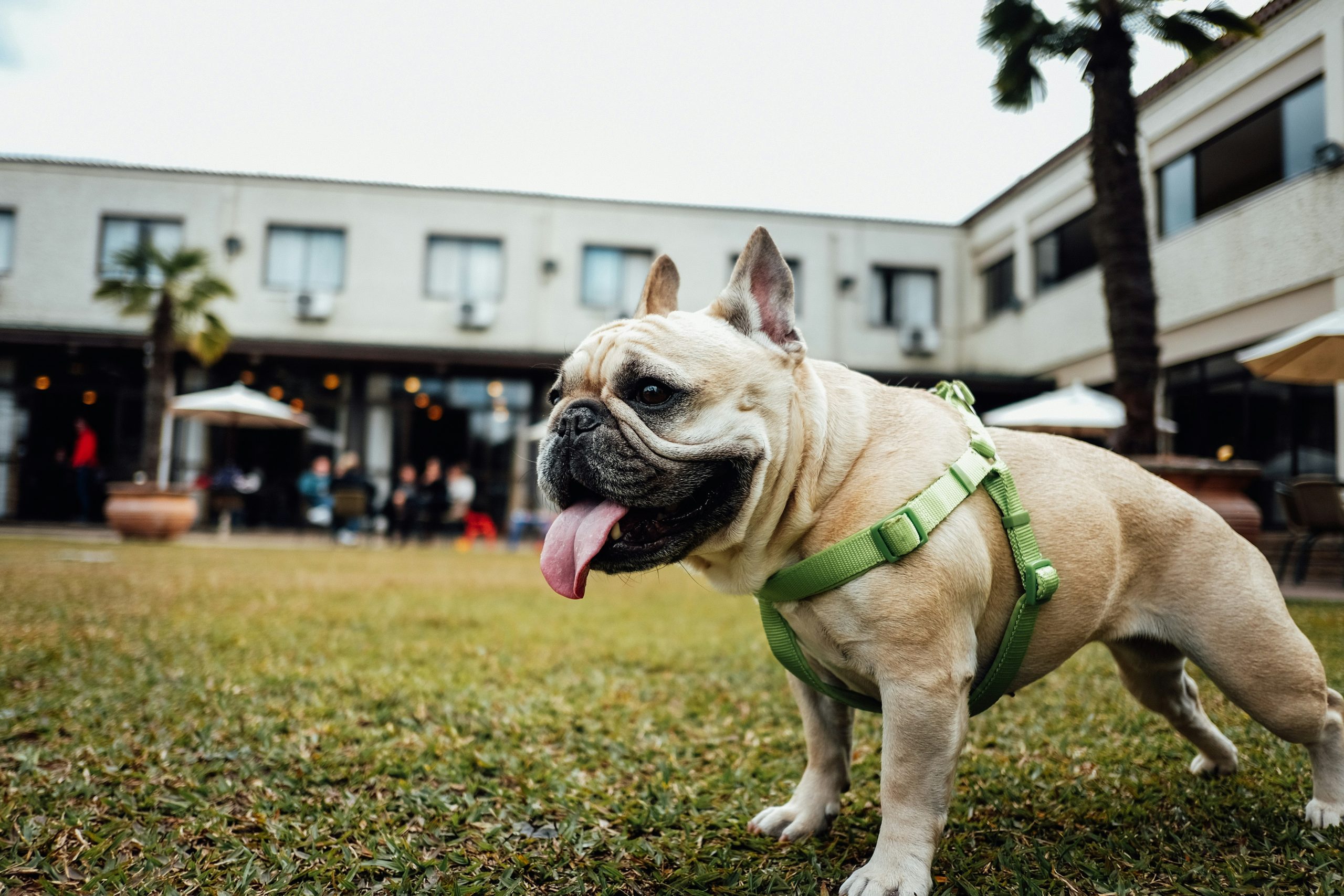 Online Vet in Bridgeport CT