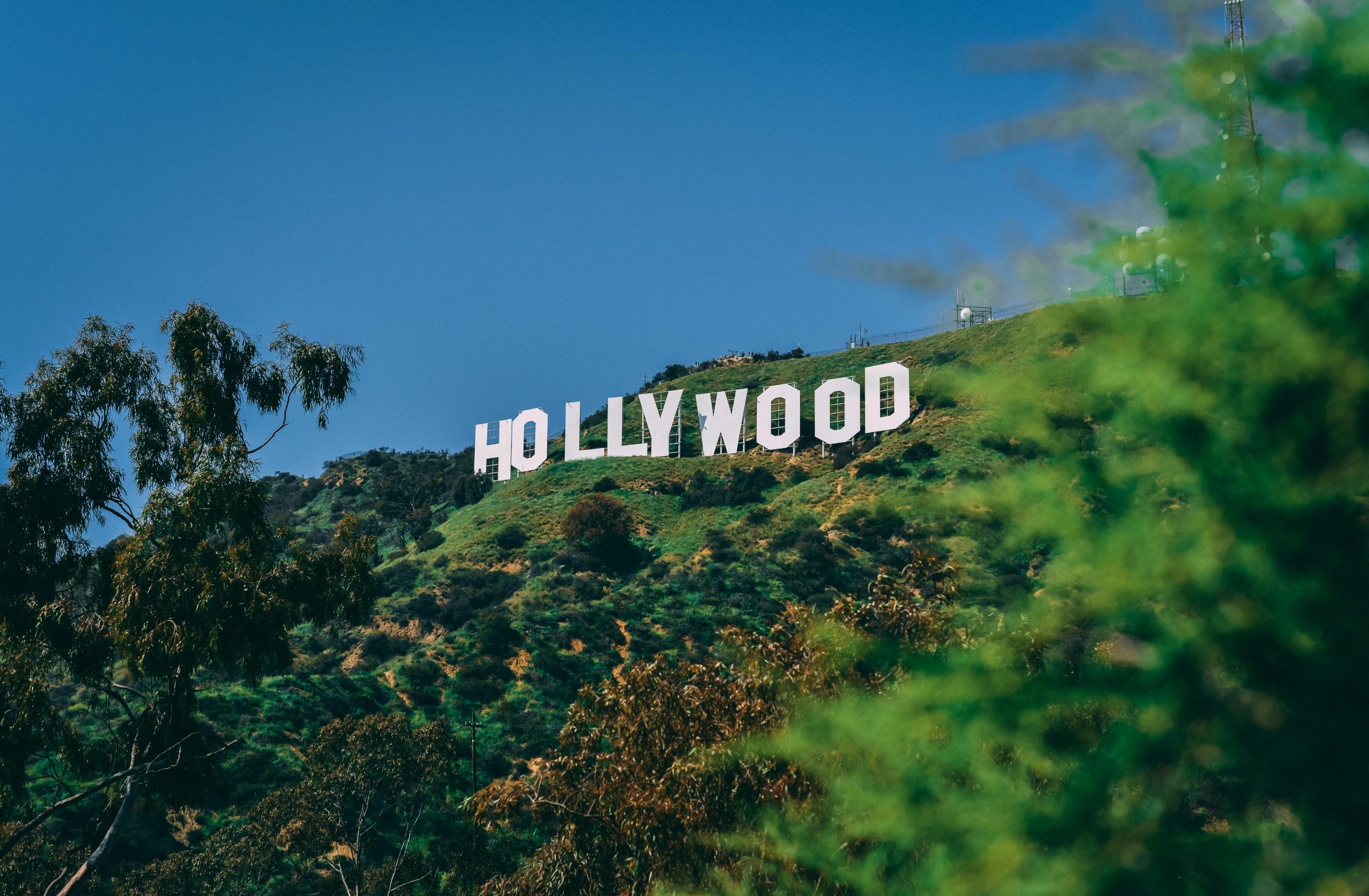 Online Vet in Hollywood FL