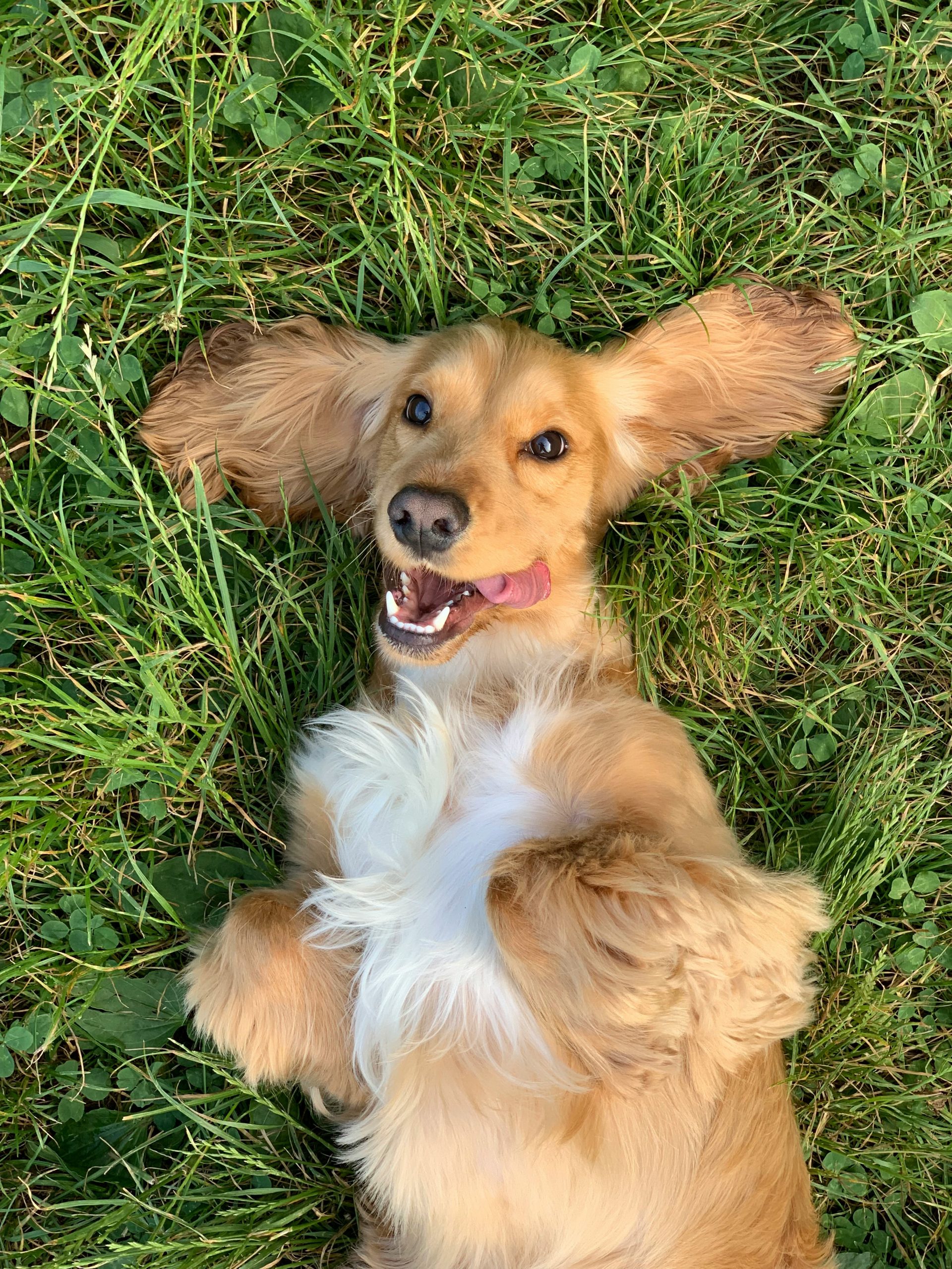 Online Vet in Mesquite TX