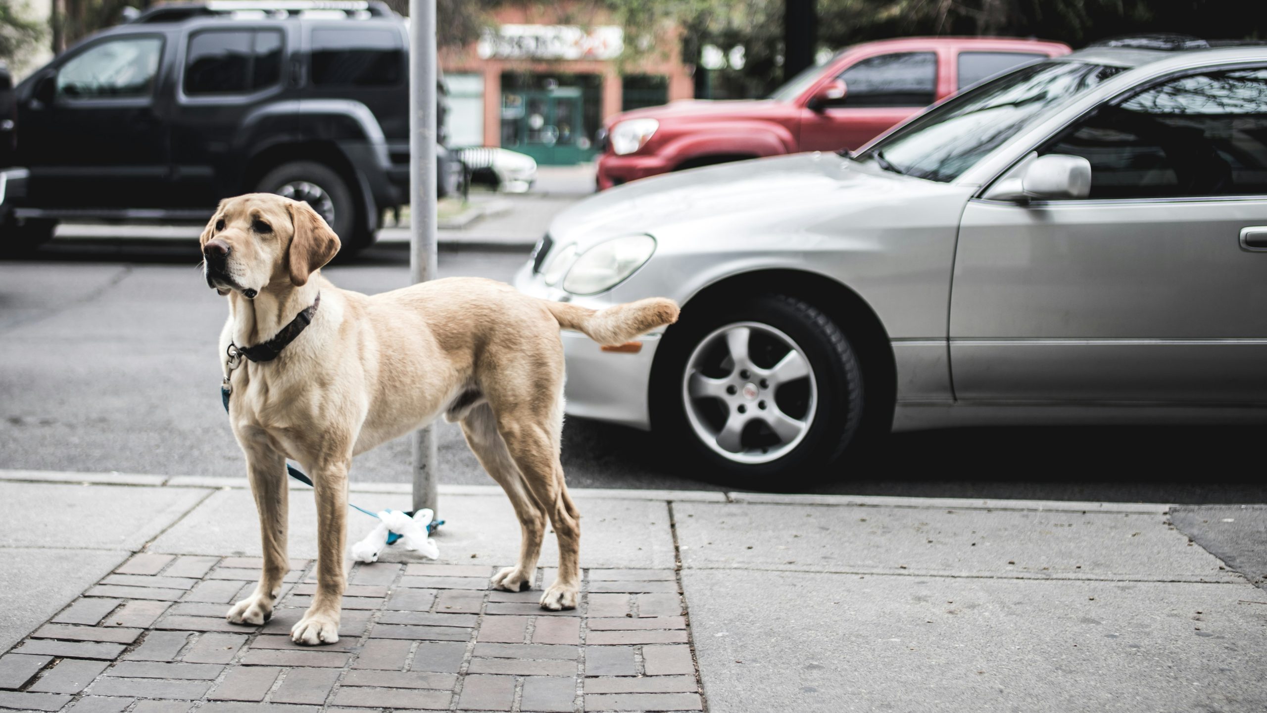 Online Vet in Rockford IL