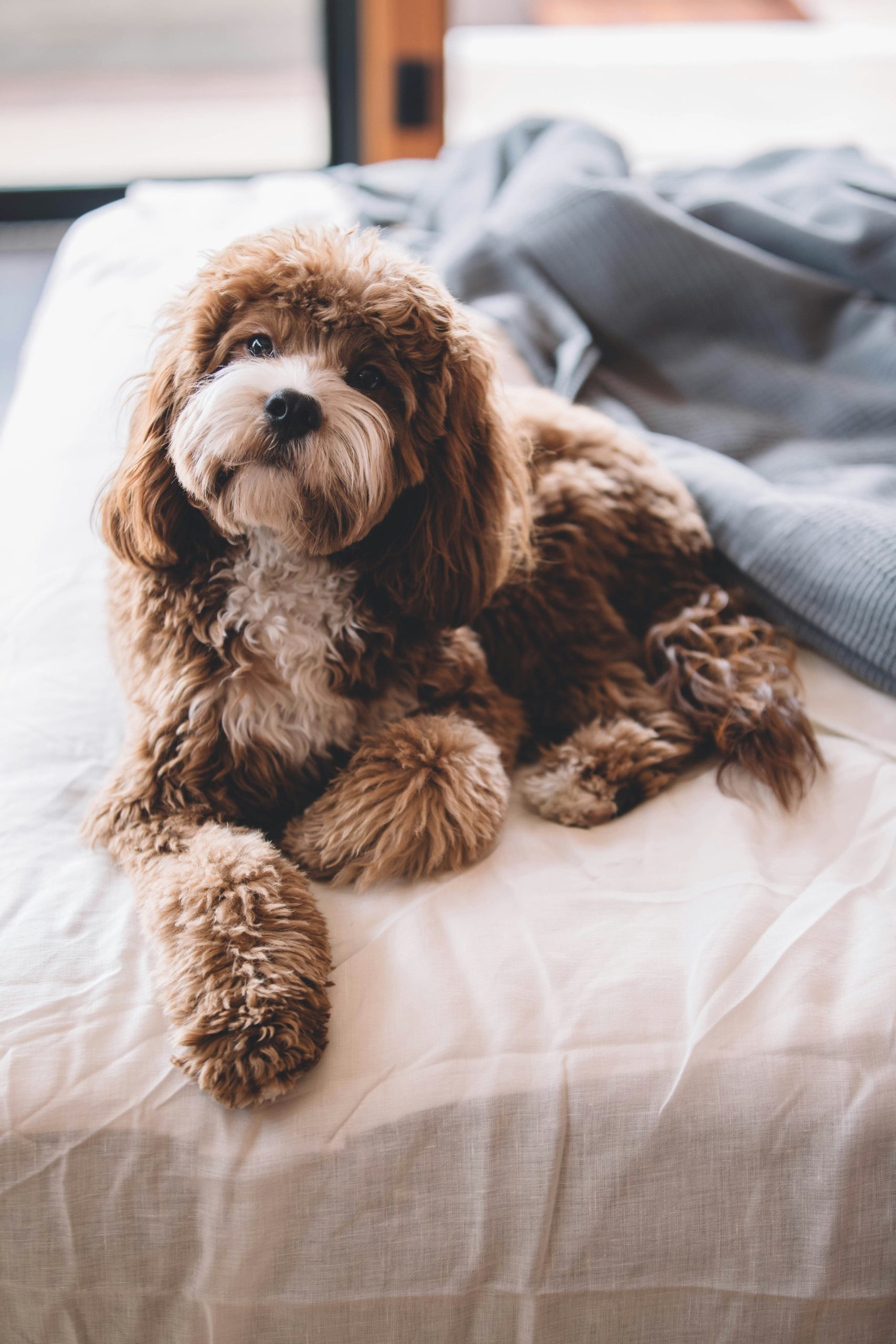 Online Vet in Kansas City KS