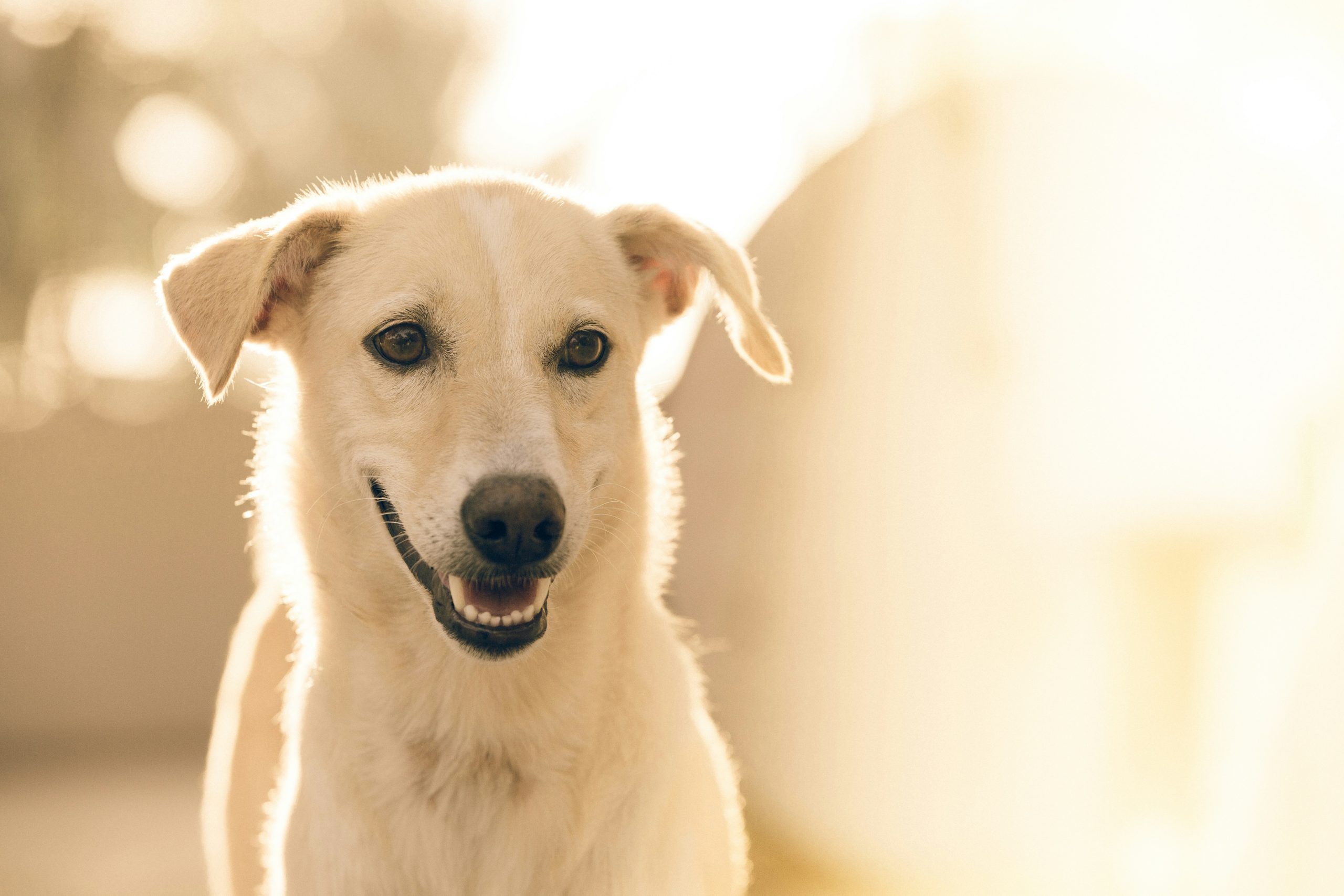 Online Vet in Escondido CA