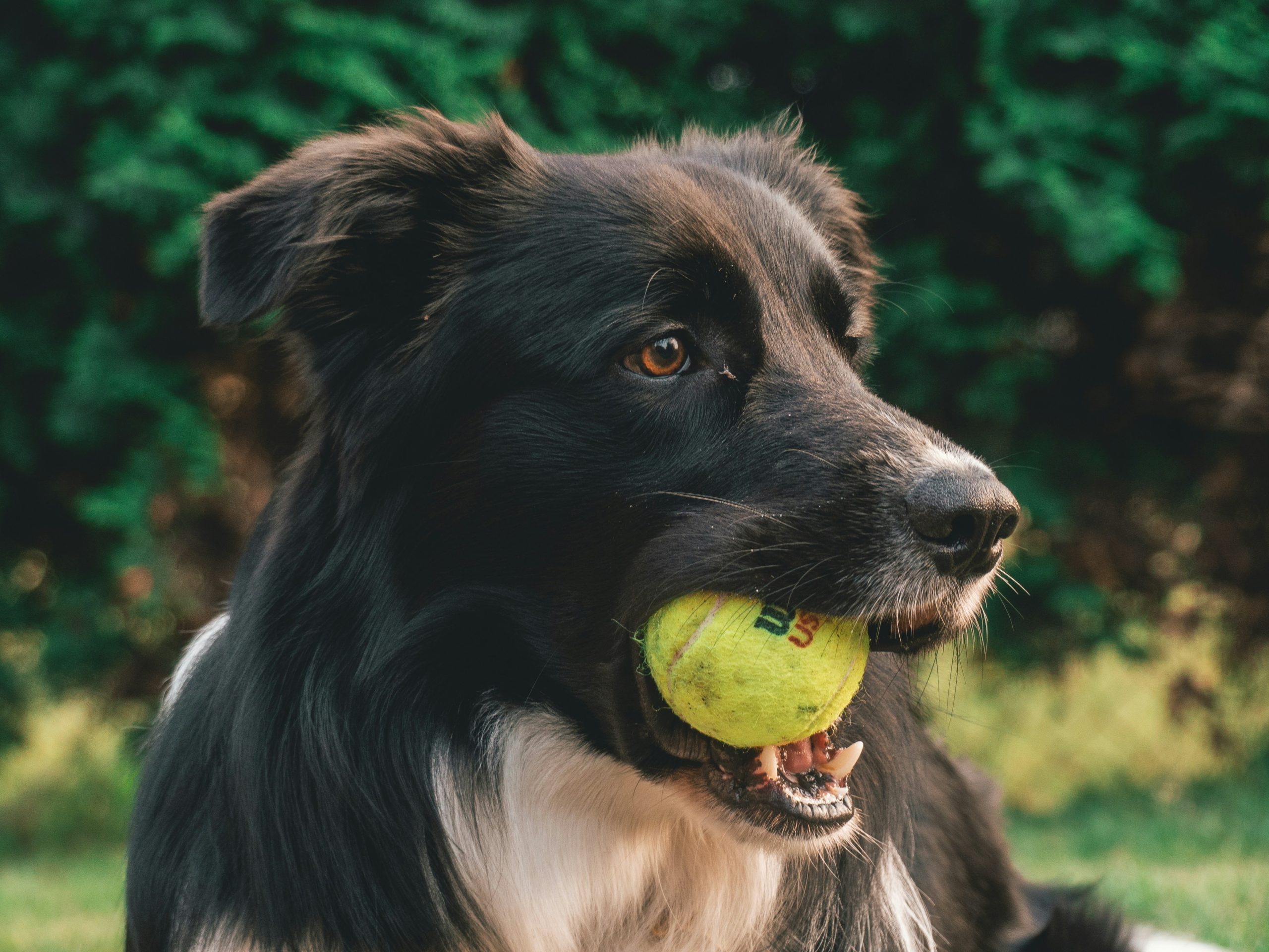 Online Vet in Syracuse NY