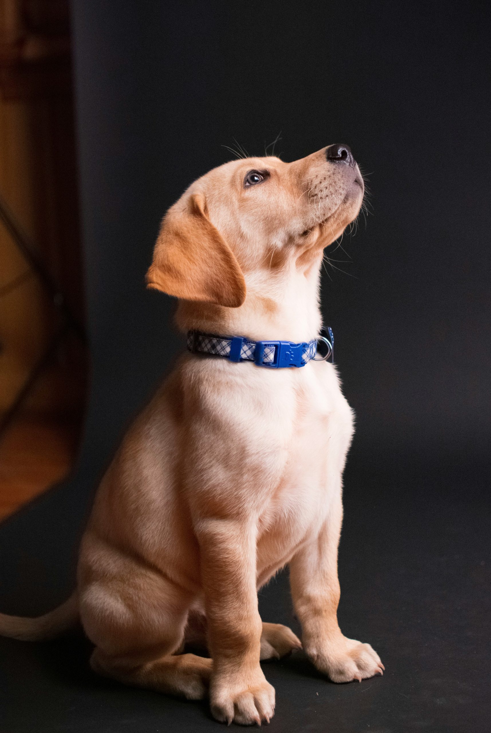 Online Vet in Escondido CA