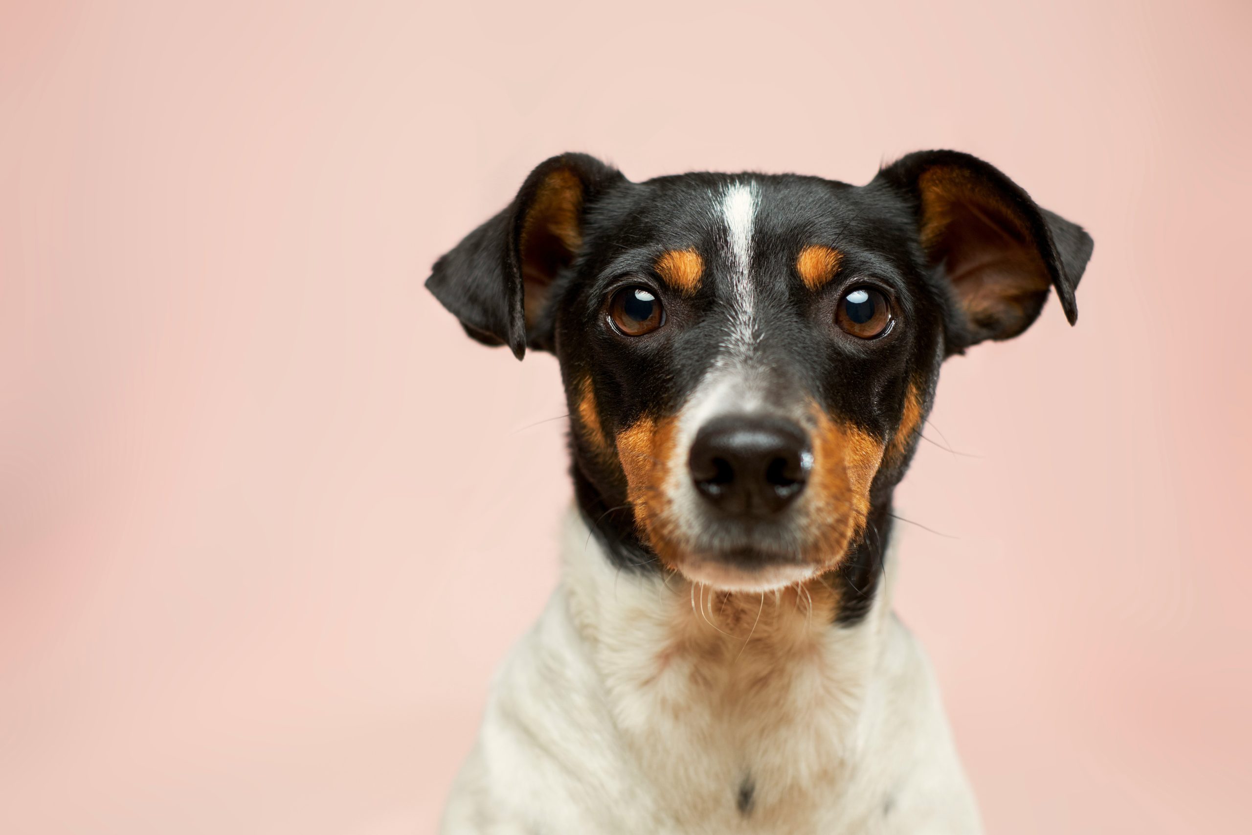 Online Vet in Killeen TX